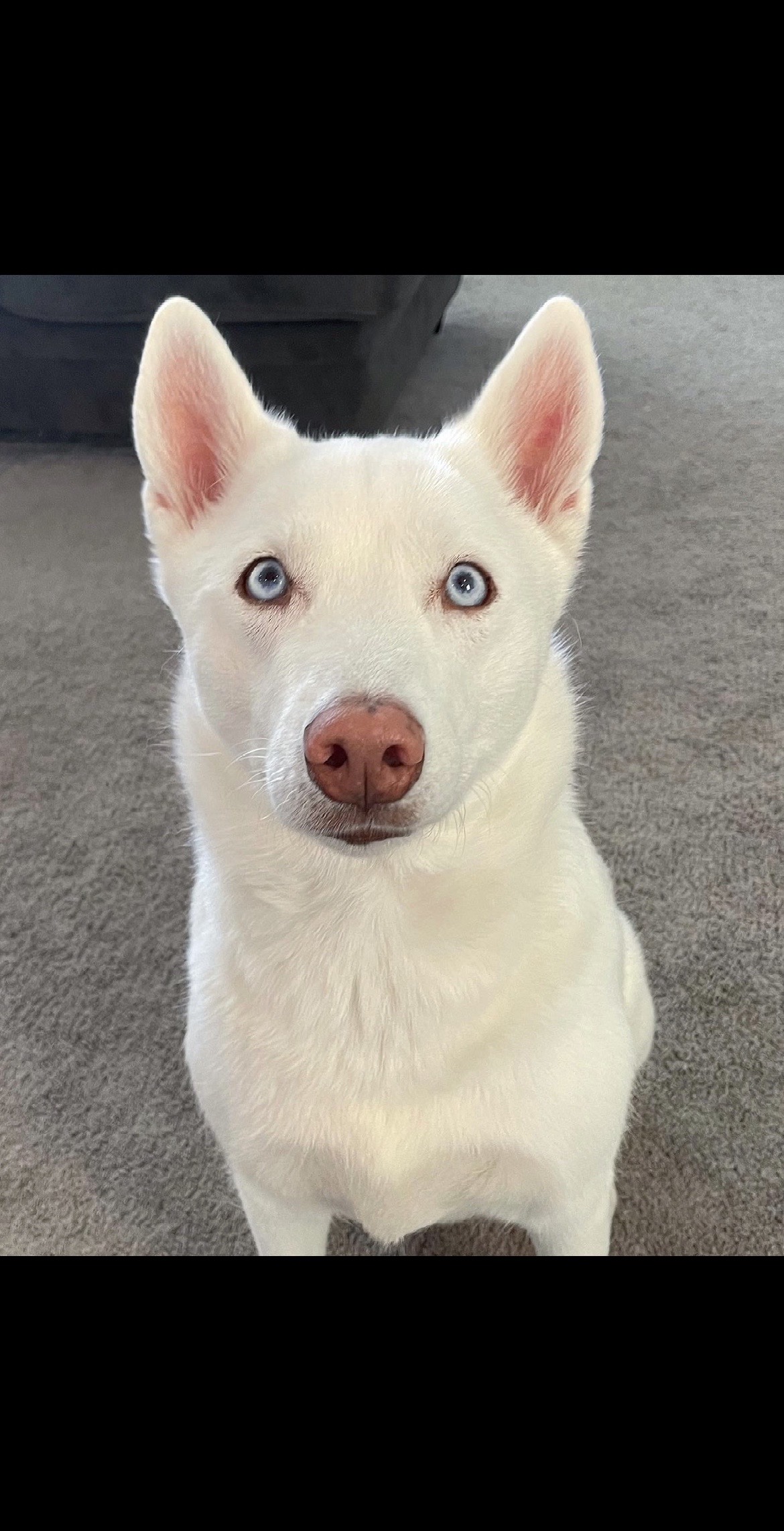 @Erza The Husky
