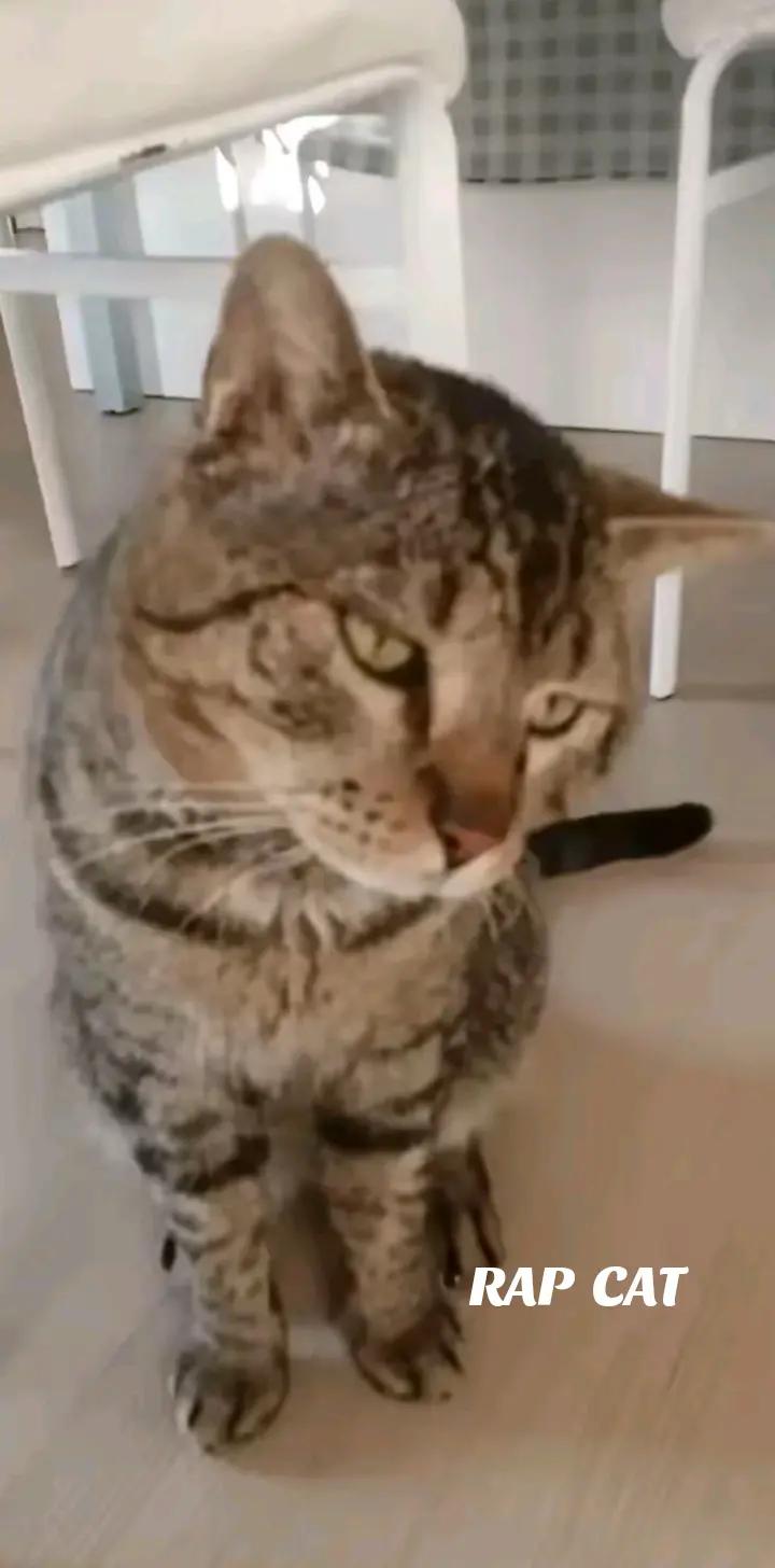 @RAP CAT
