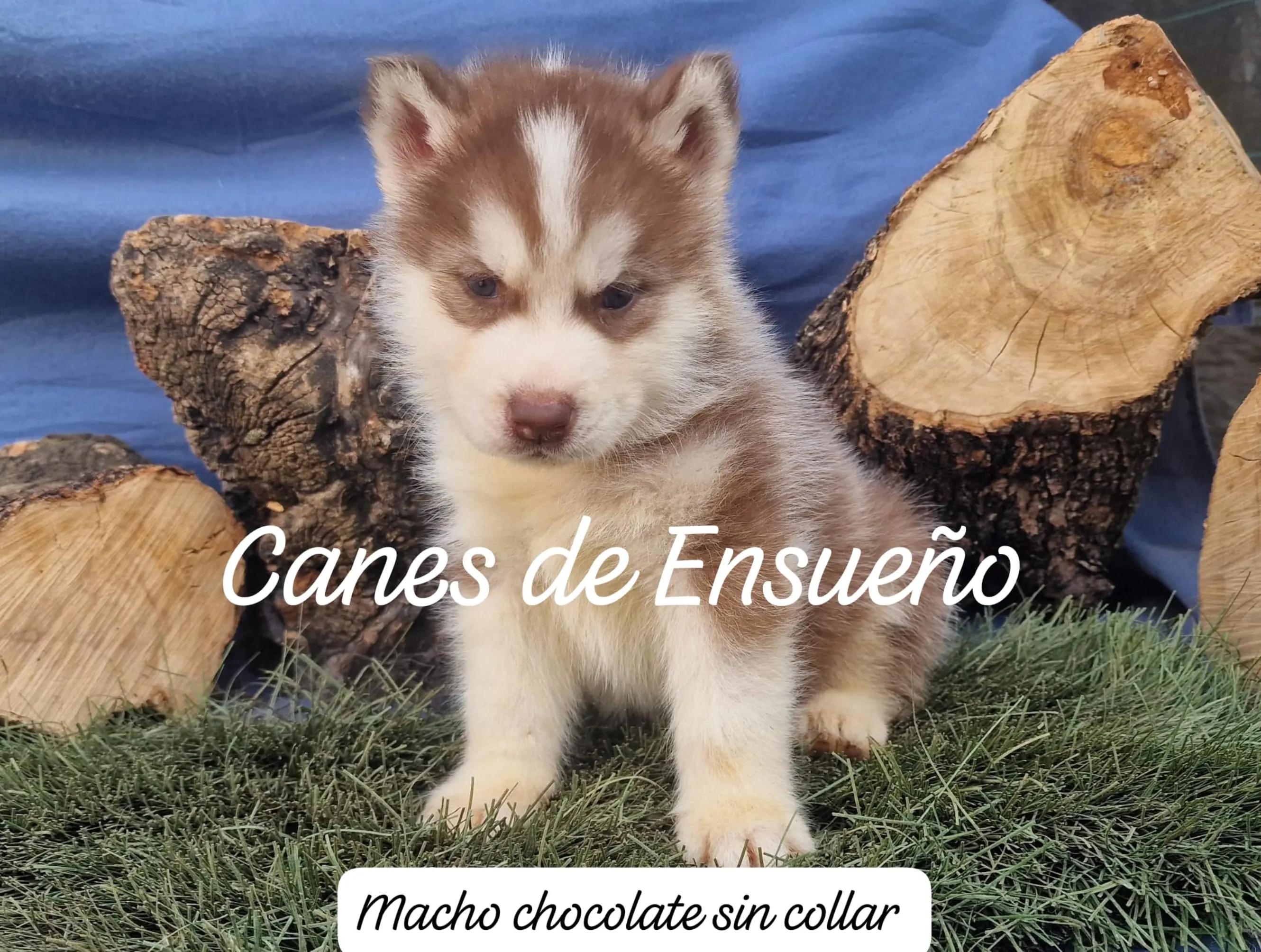 @Canes de Ensueño