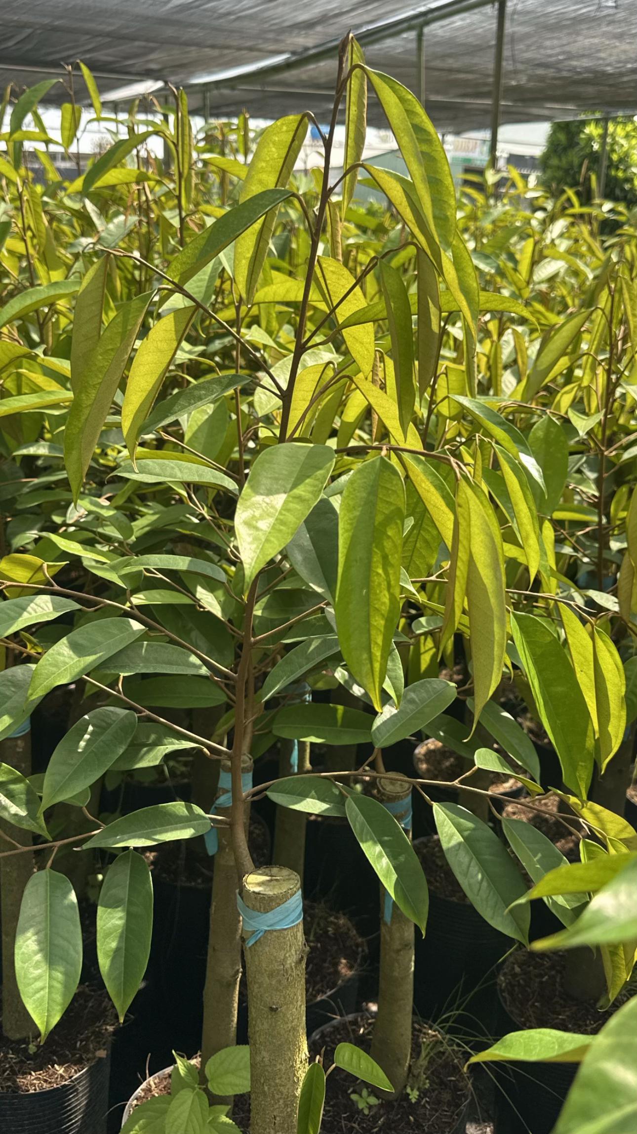 @Hùng Chương STCG Welofarm