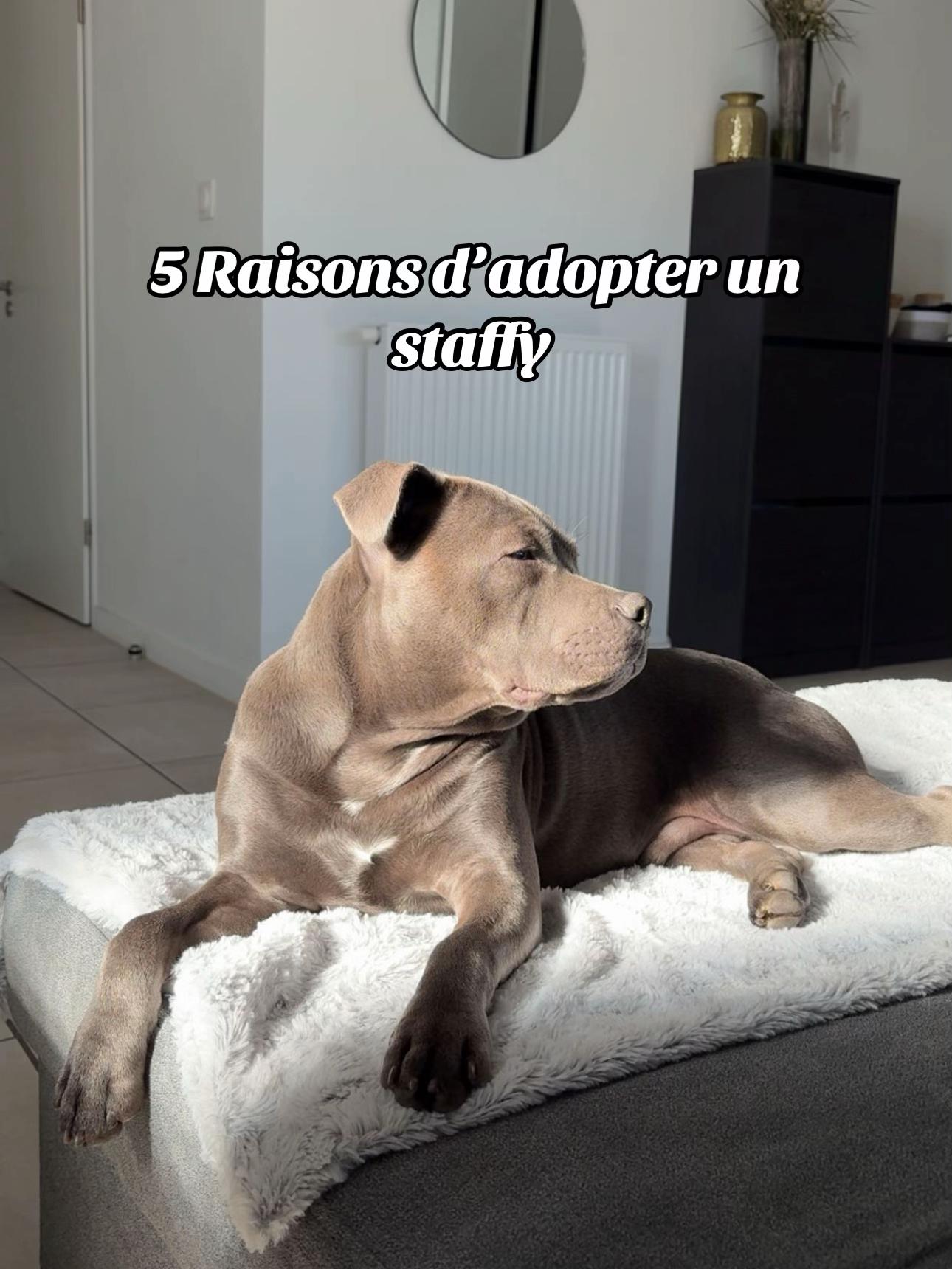 @Shadowlestaffy🐾