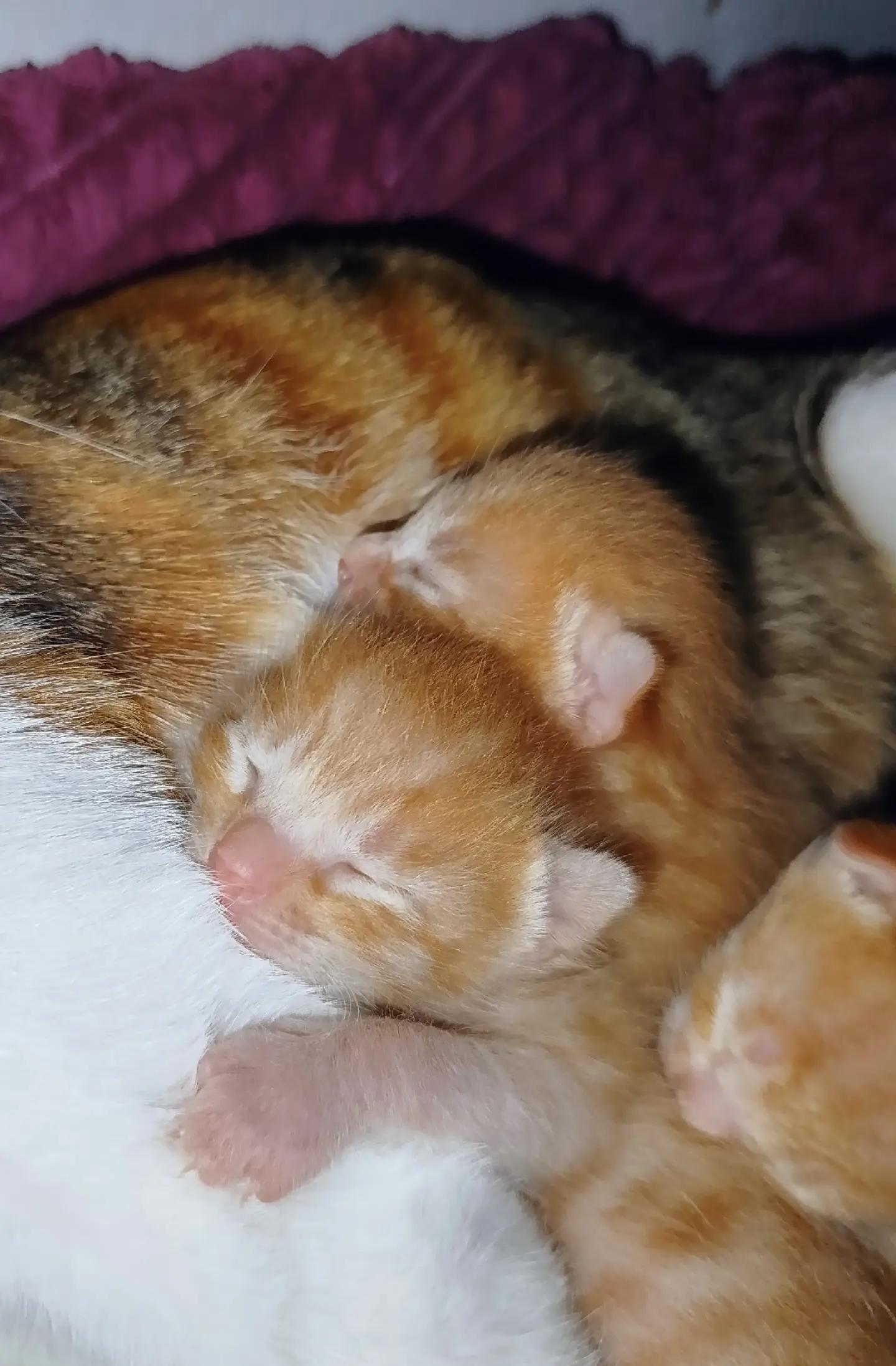 @MyLovelyPets💧