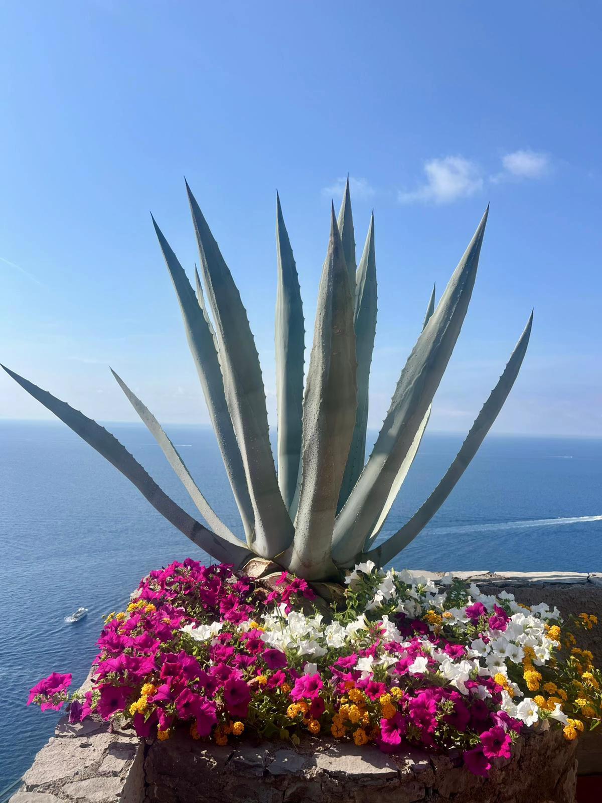 @leagavipositano