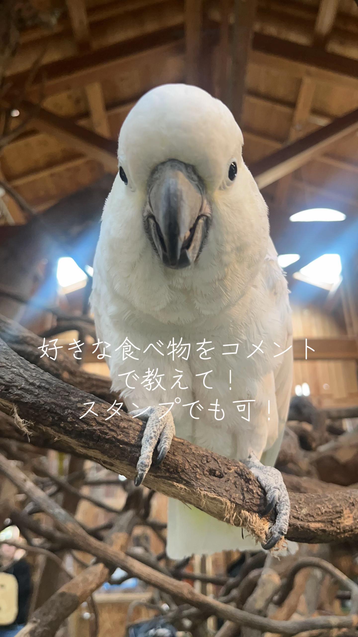 @🦜🄼🄰🄳🄾🄺🄰🐧