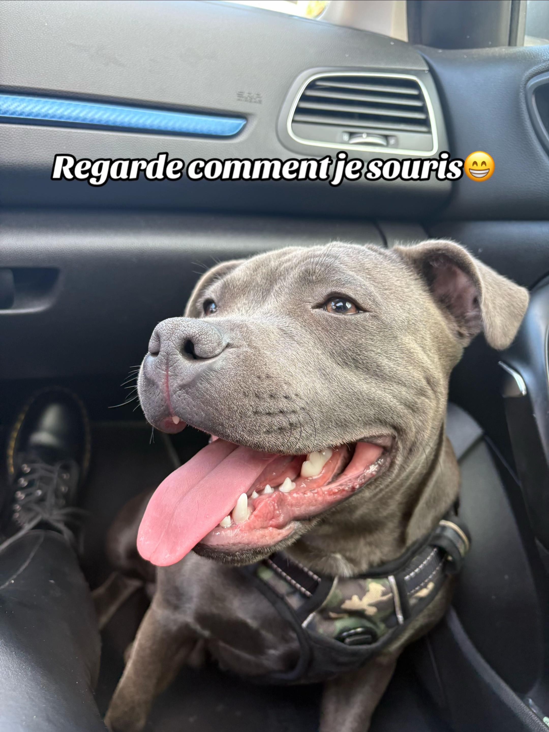 @Shadowlestaffy🐾