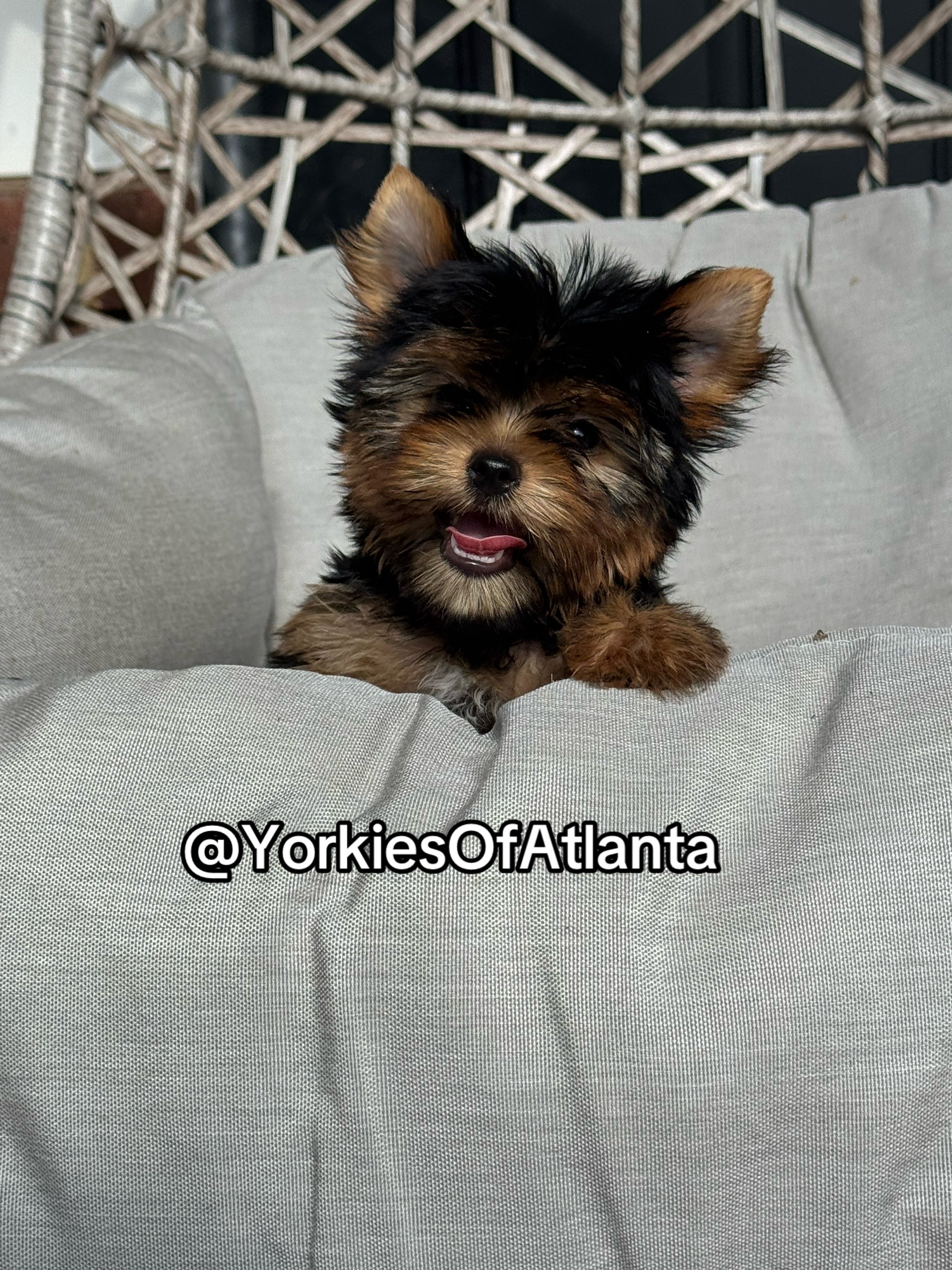@Yorkies Of Atlanta