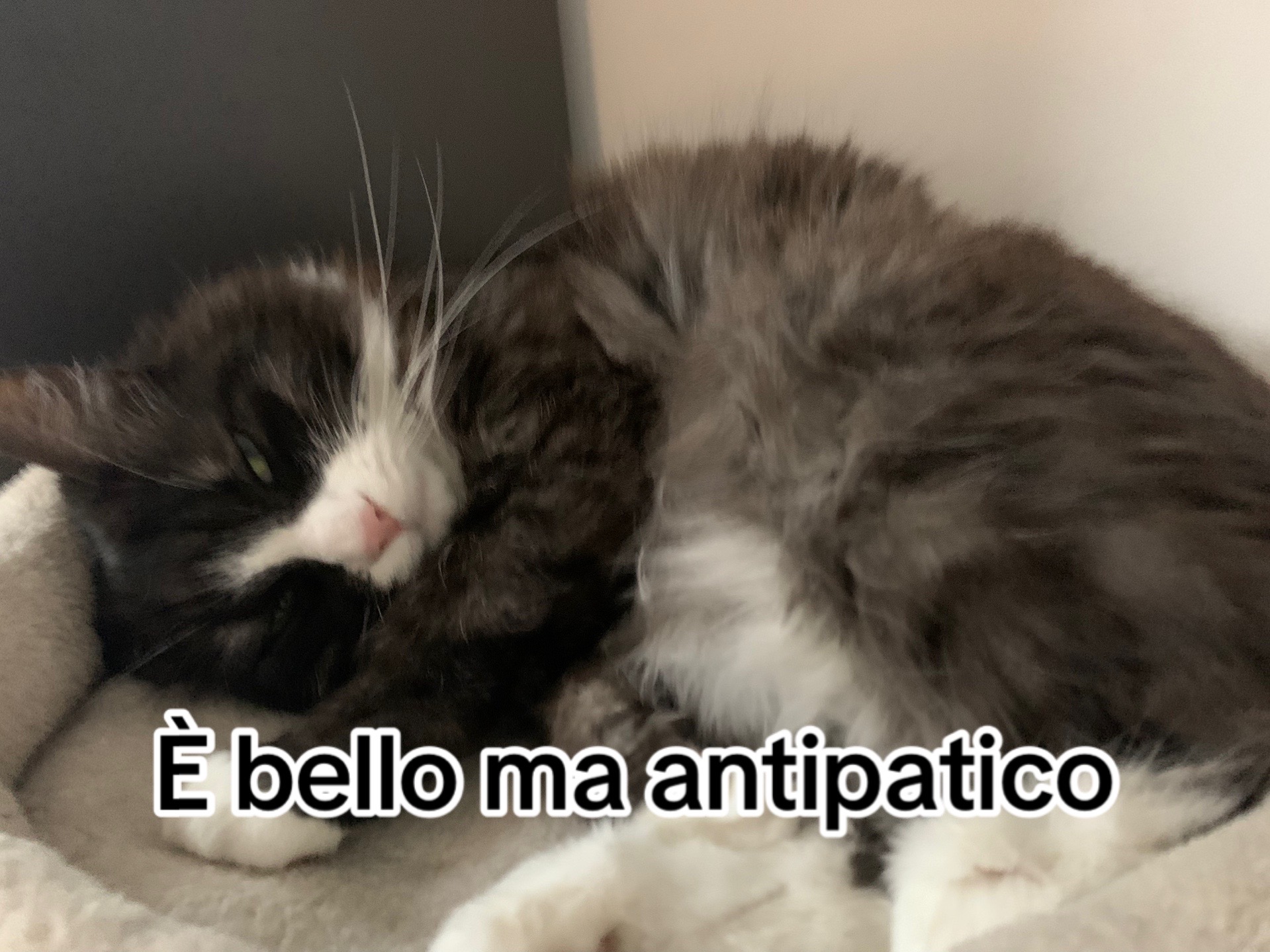 @🦔