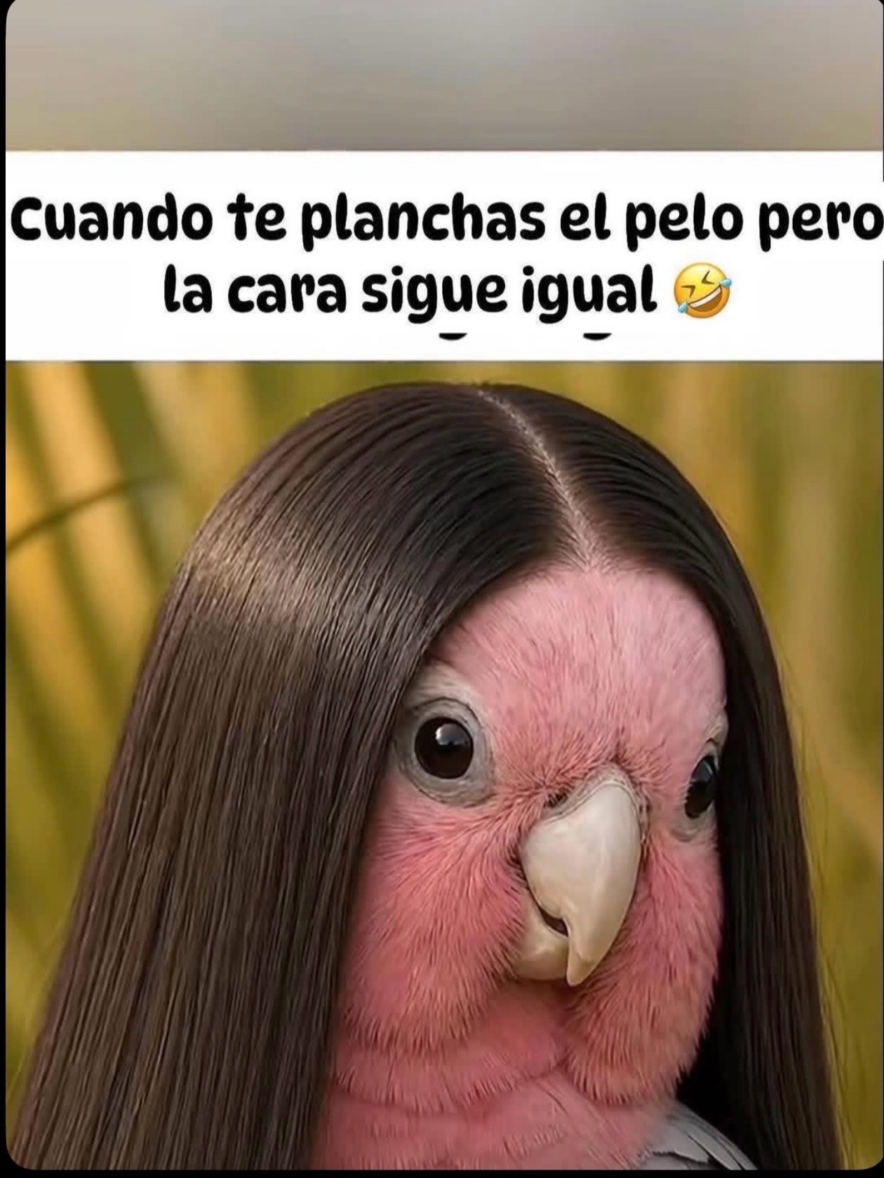 @tellebarajas