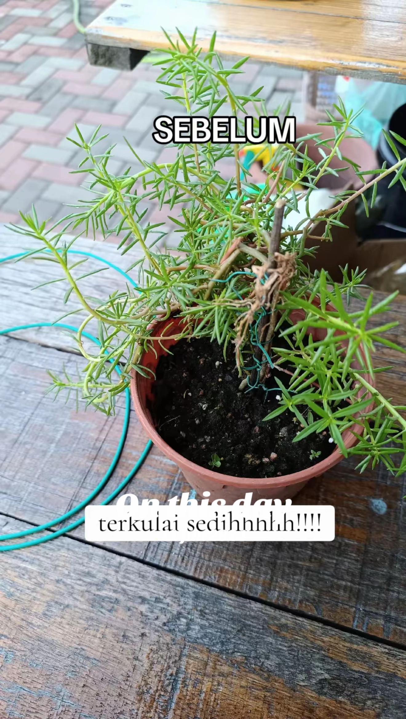 @Tieyalova’s Potting Shed