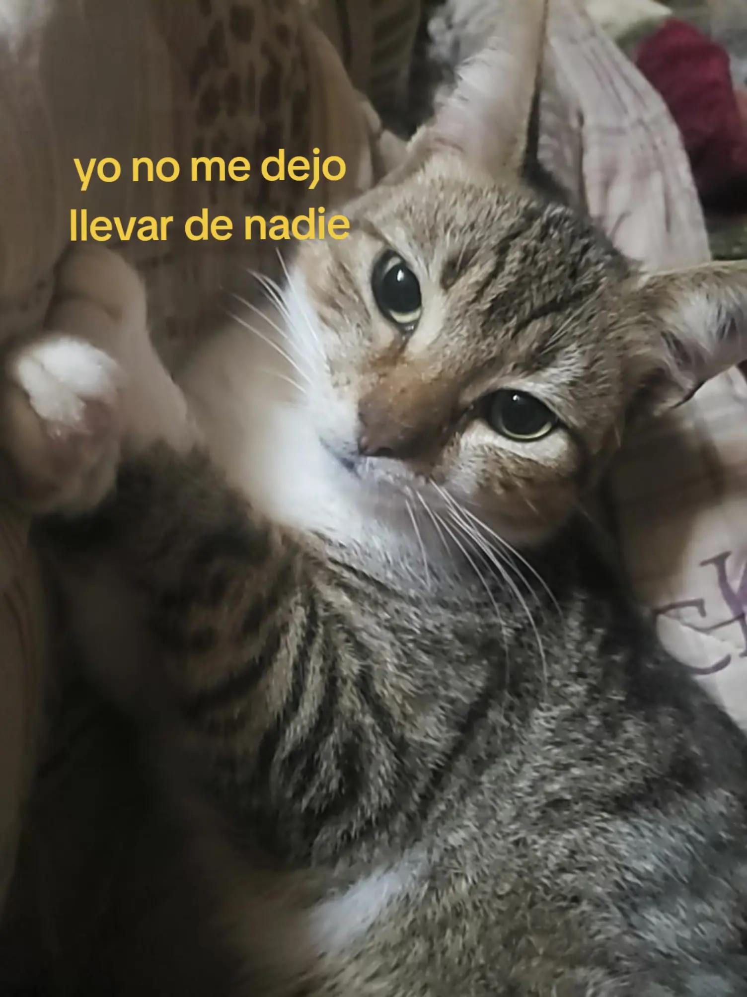 @୨𝐋𝐮𝐳𝐦𝐢𝐢┆𝐀𝐛𝐫𝐚𝐡𝐚𝐦୧✰