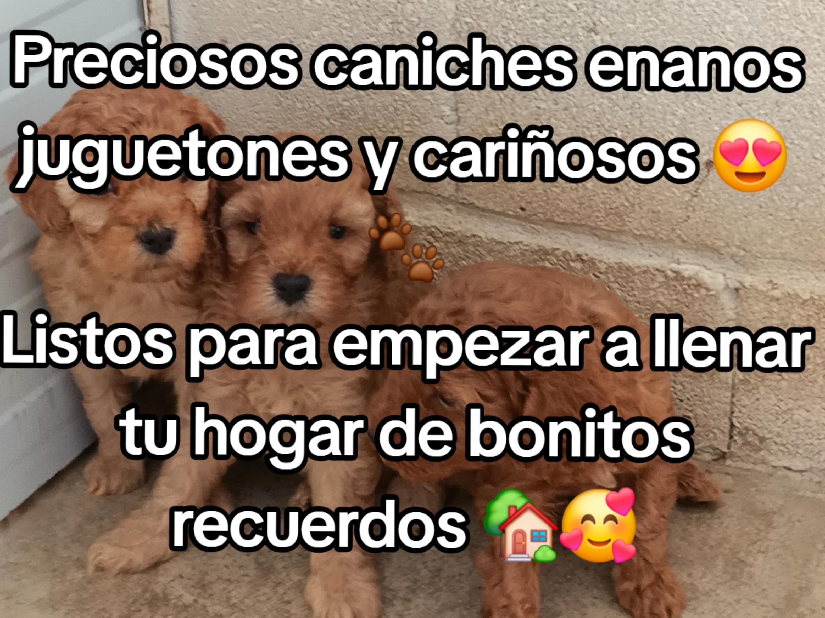 @joyas de ralu