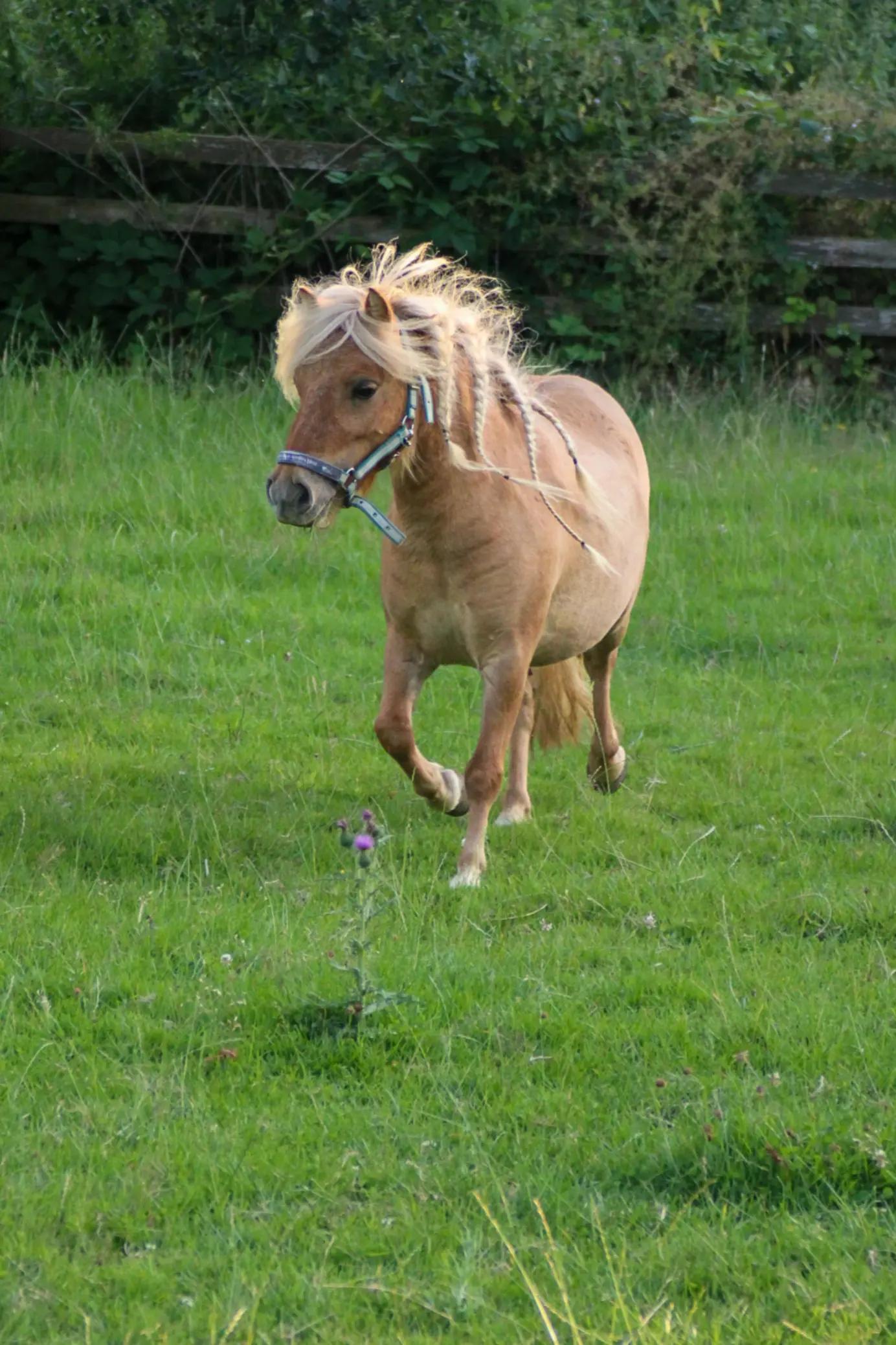 @Josys_Ponyhof-leben