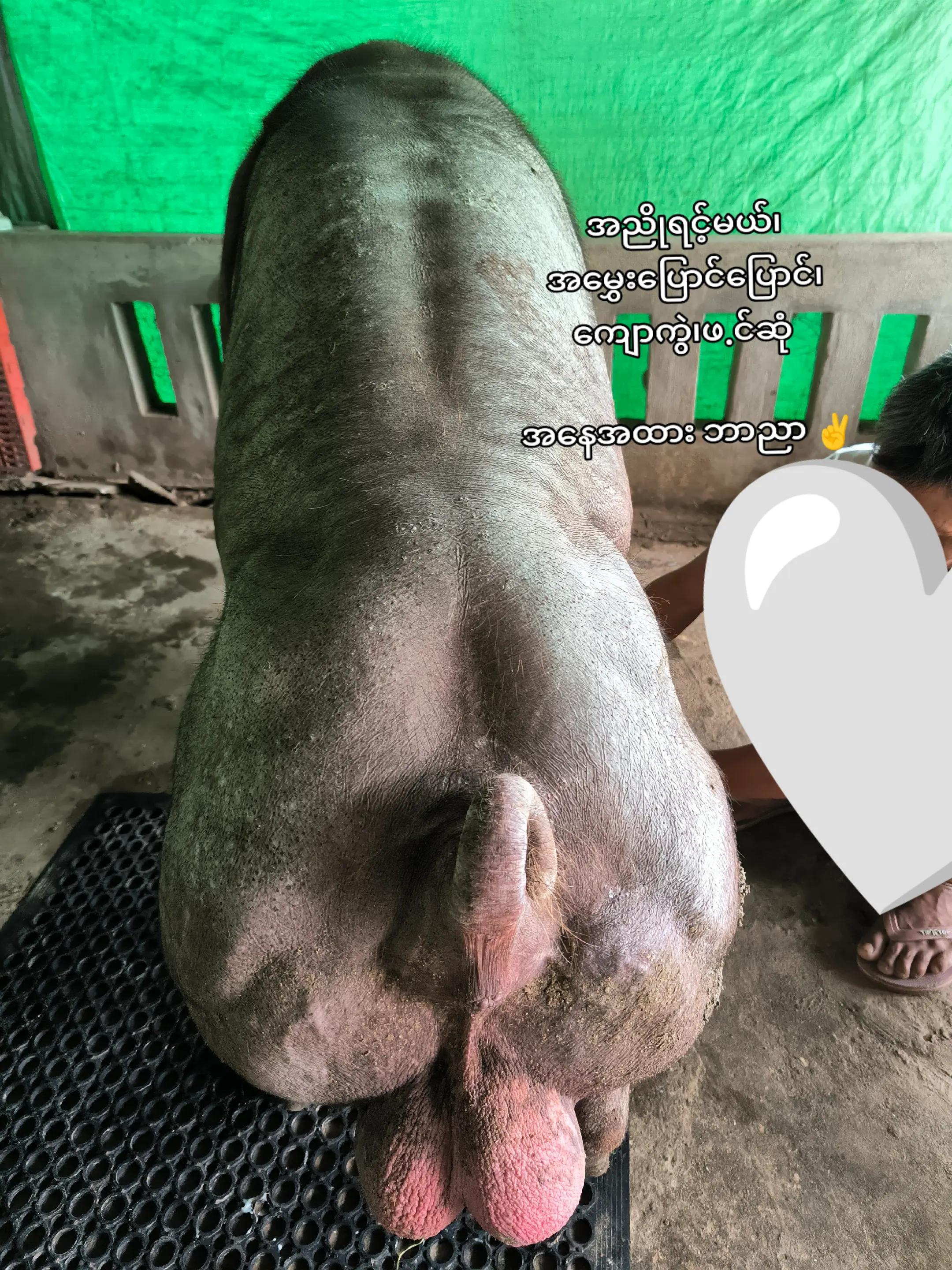 @"ရွှေဖြူးသား"၀က်မွေးမြူရေးခြံ