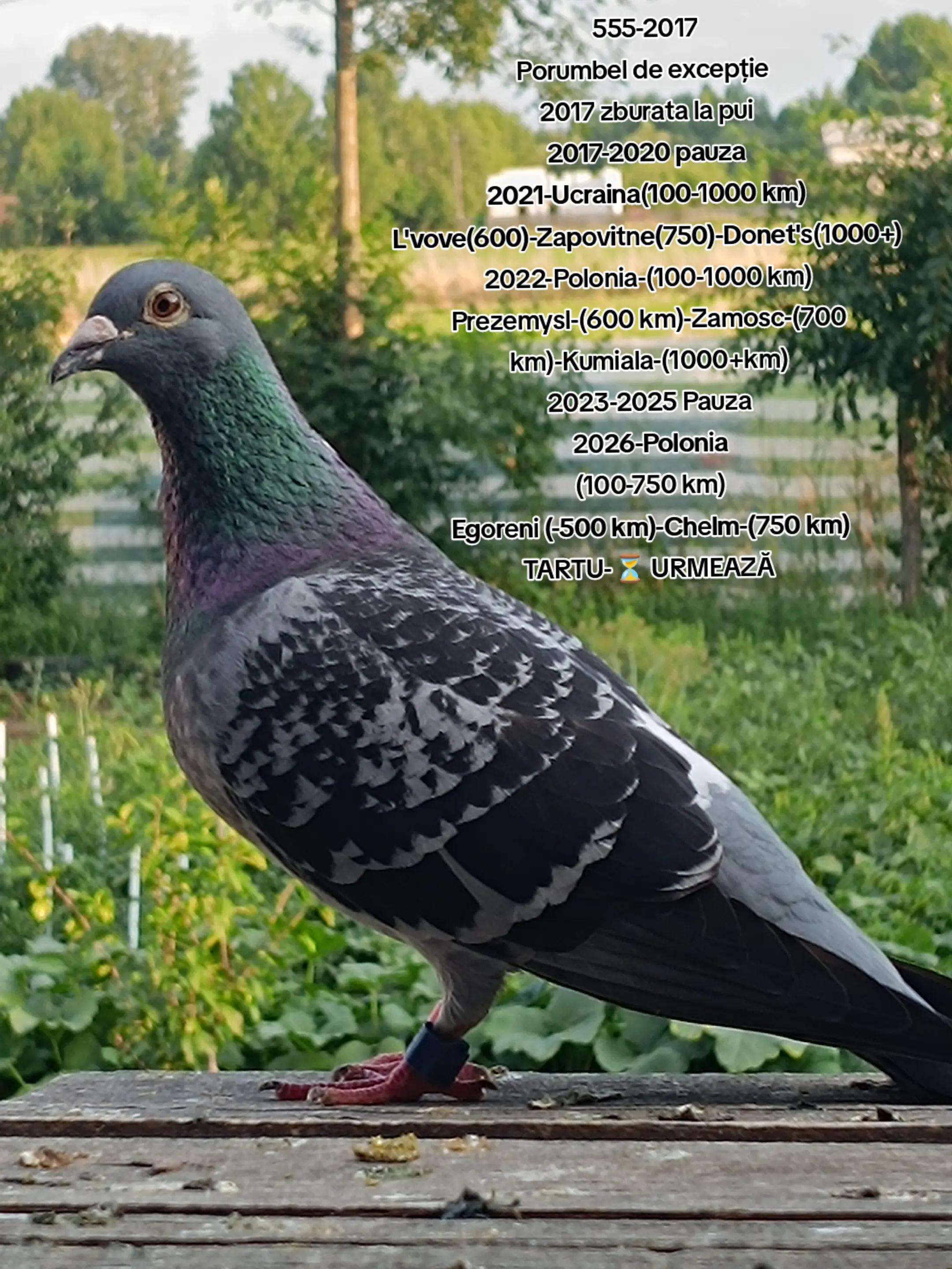 @(Frații Coman)