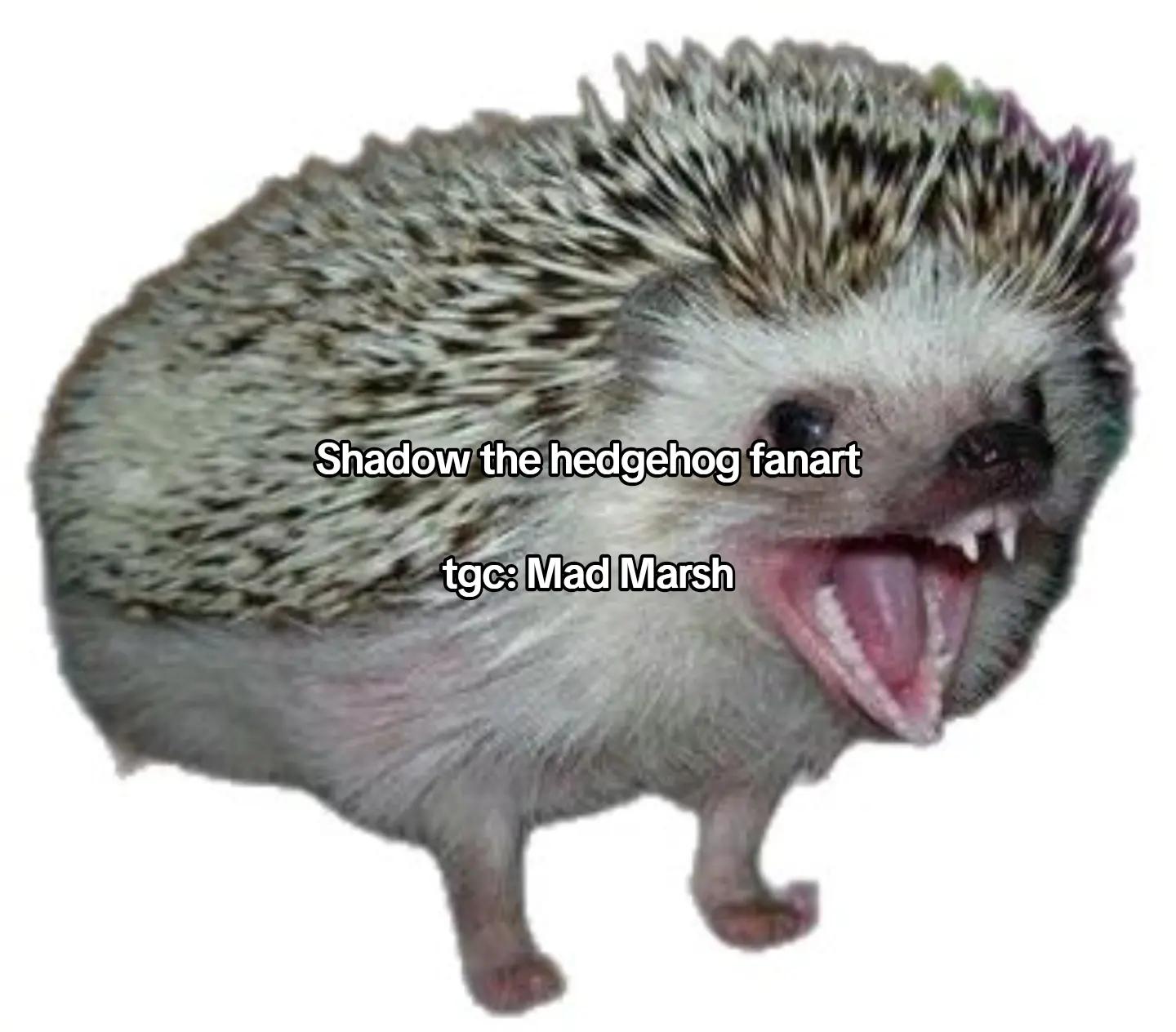 @Mad Marsh