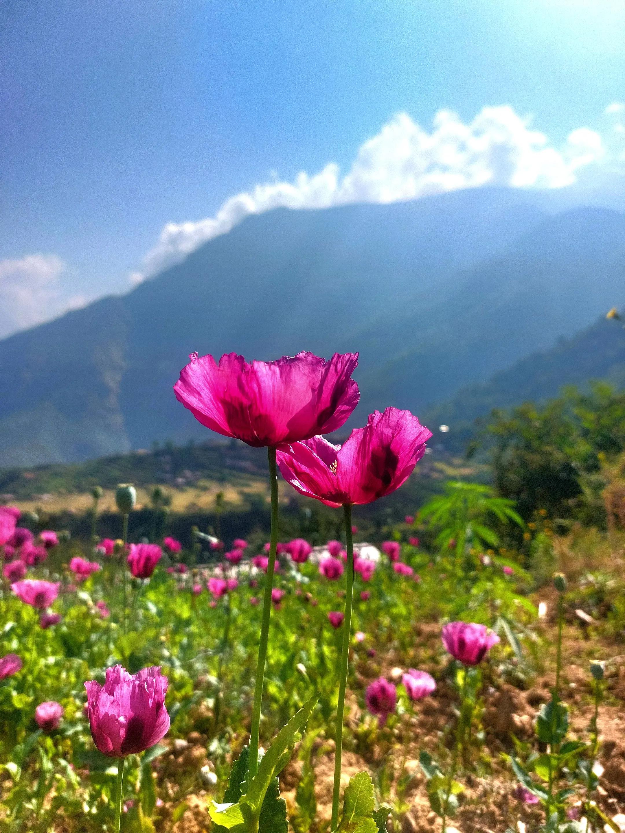 @Vishal Thapa