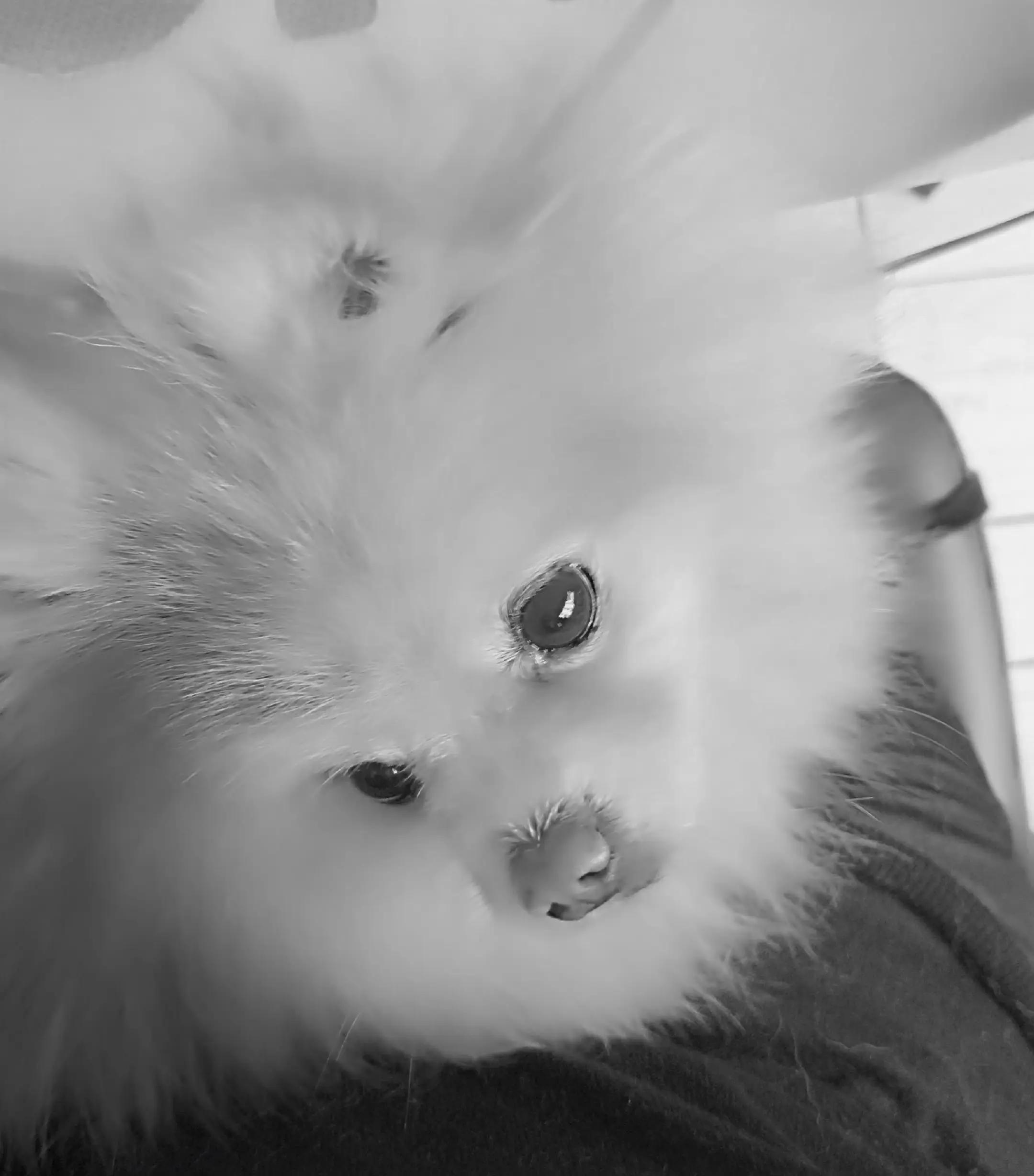 @❤️Milo❤️