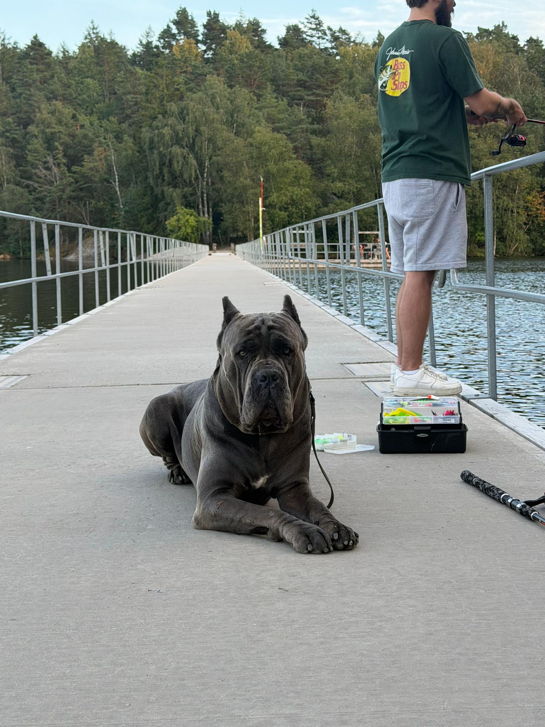 @CaneCorsoAres