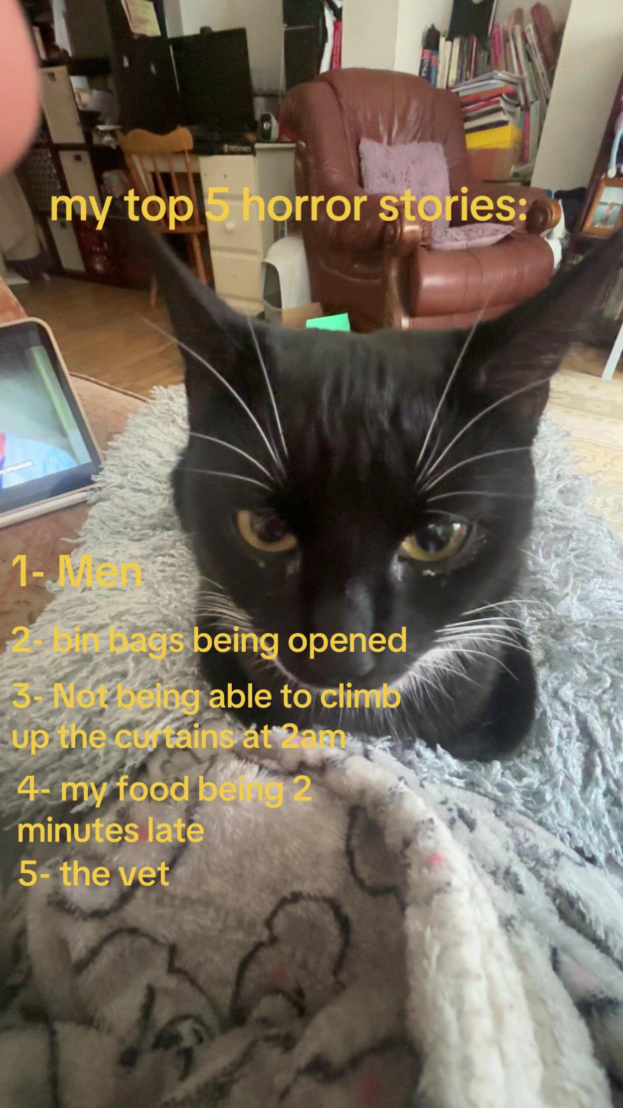 @frankiethetuxedocat_