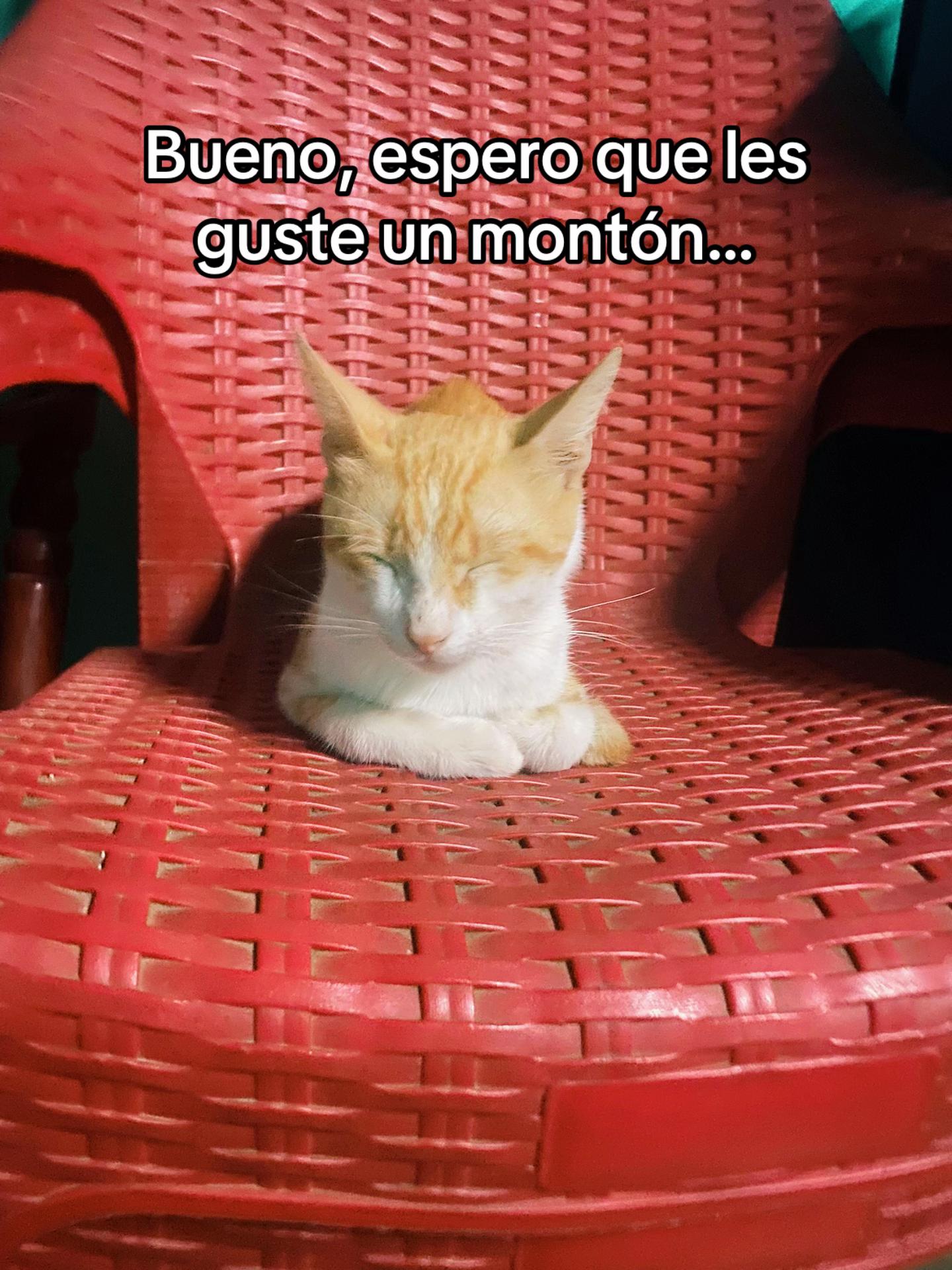 @PiPi-Joan