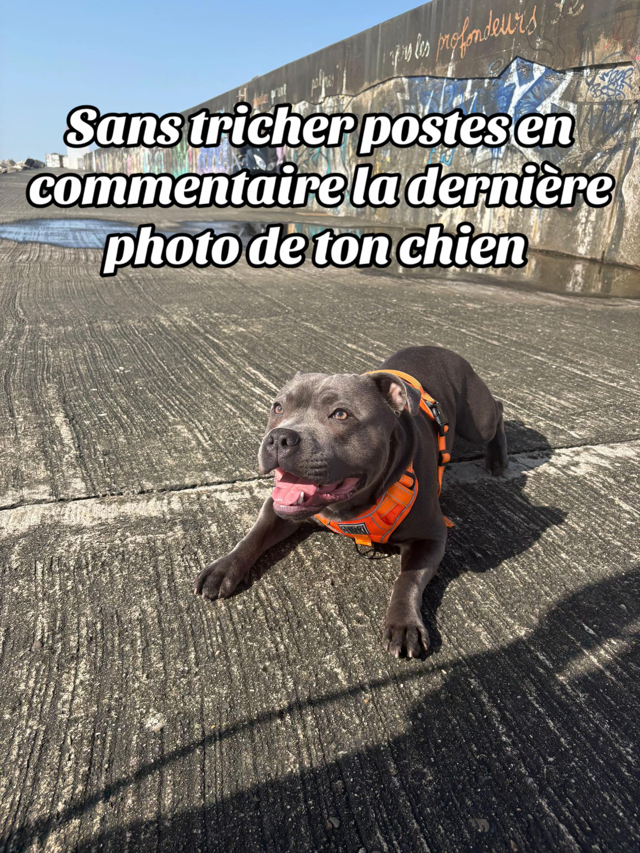 @Shadowlestaffy🐾