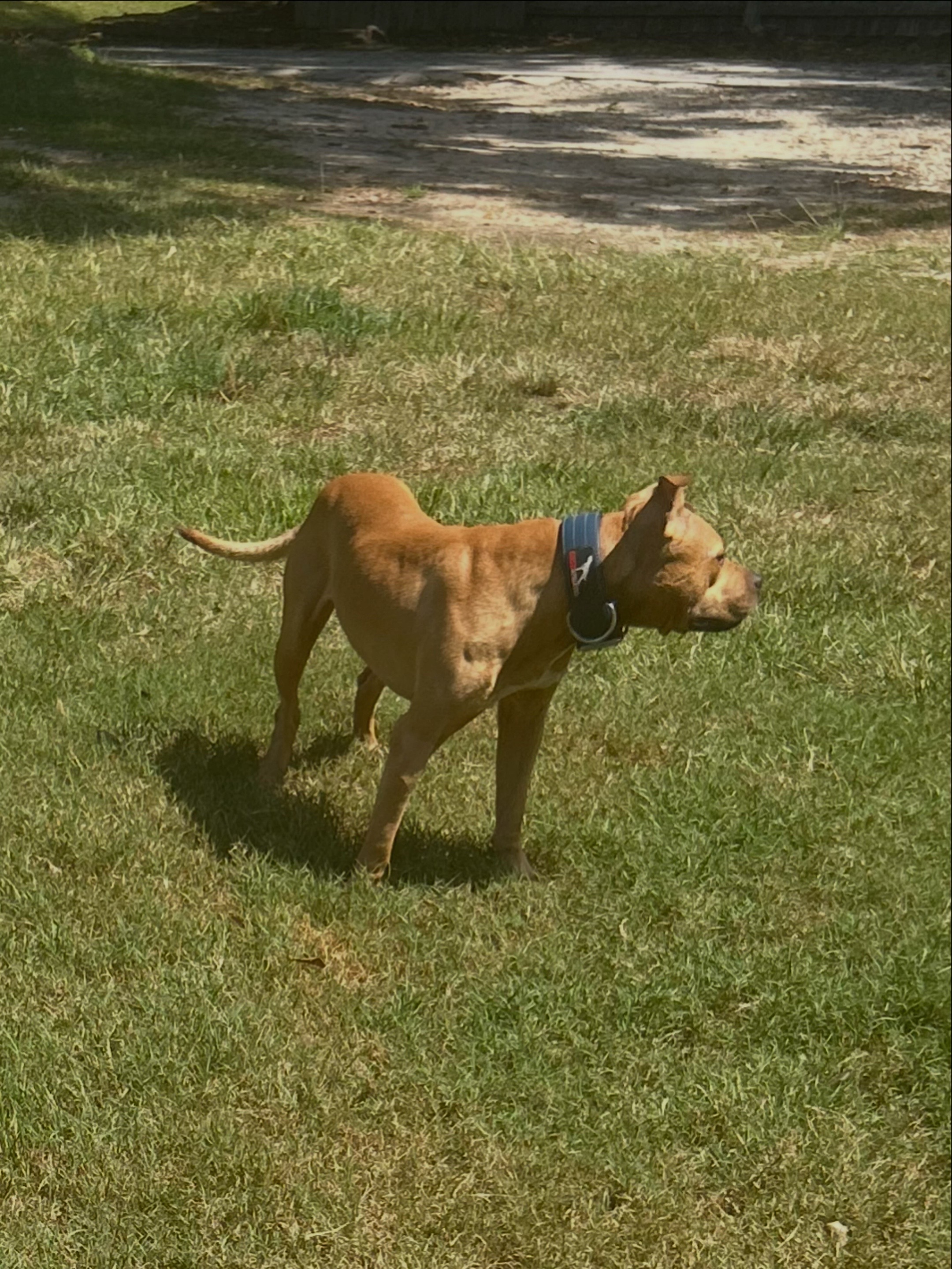 @Real Country Kennels