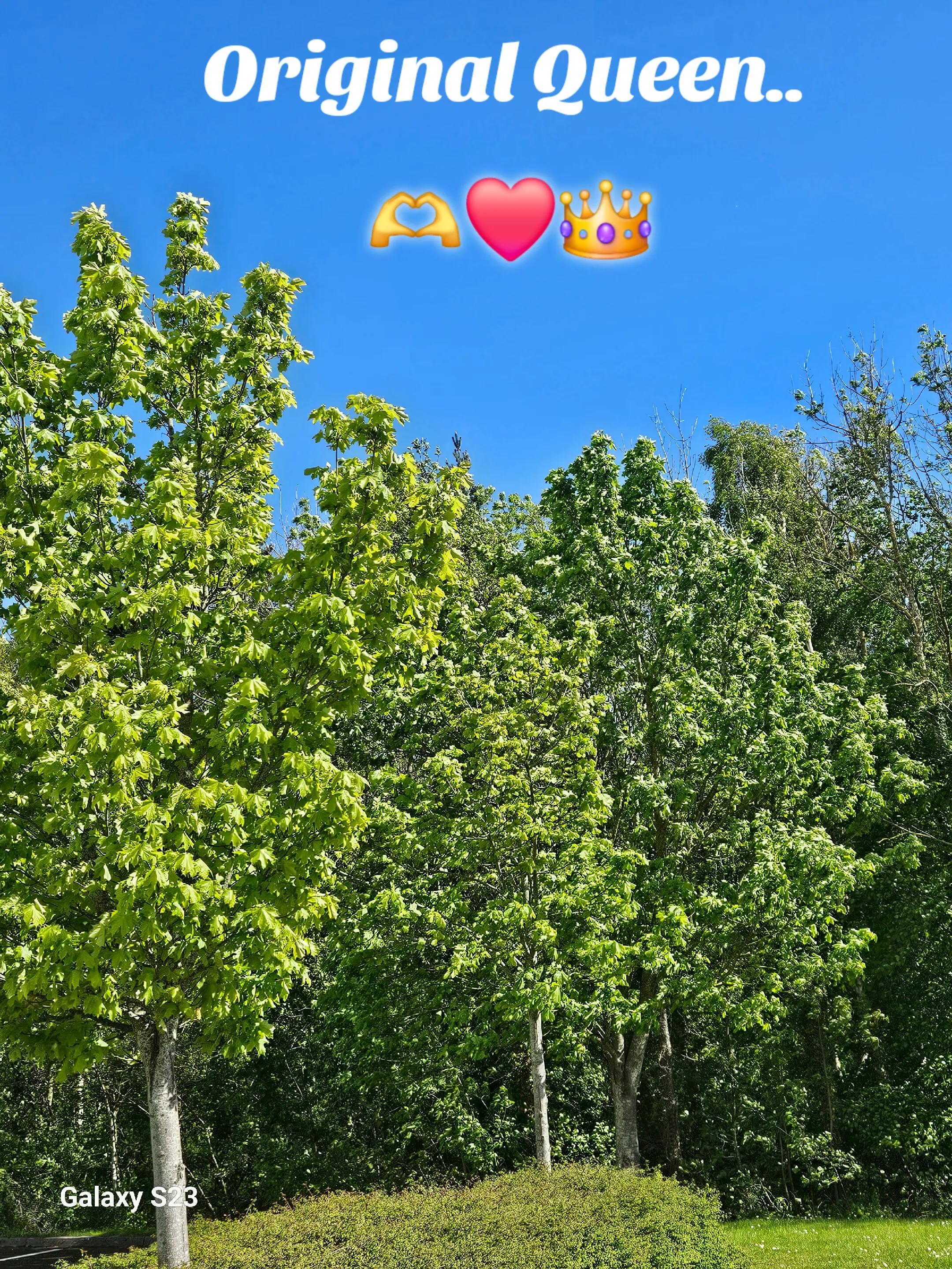 @👑Carol. كارول 👑🇬🇧