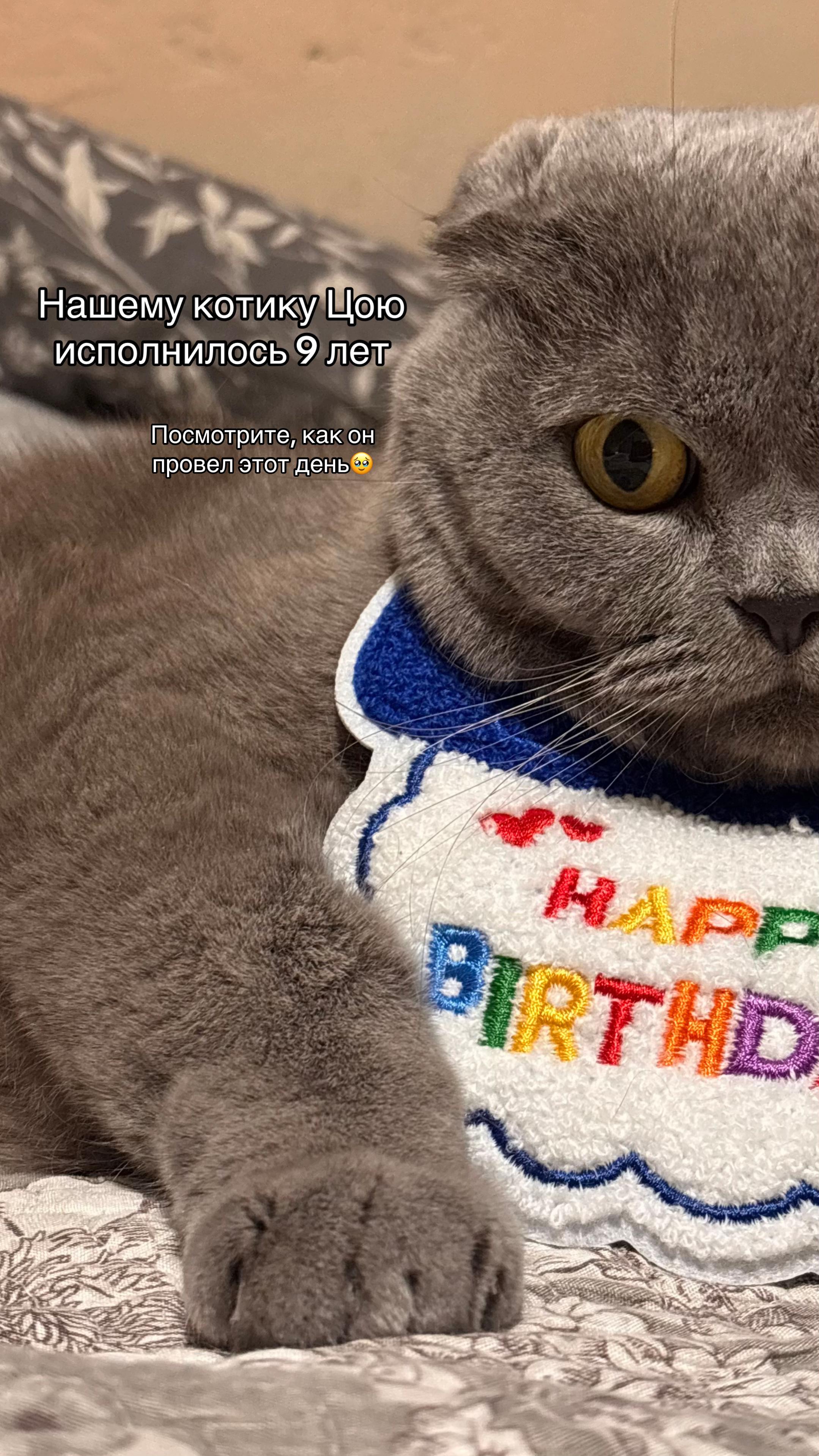 @мистер Цой | вислоухий кот