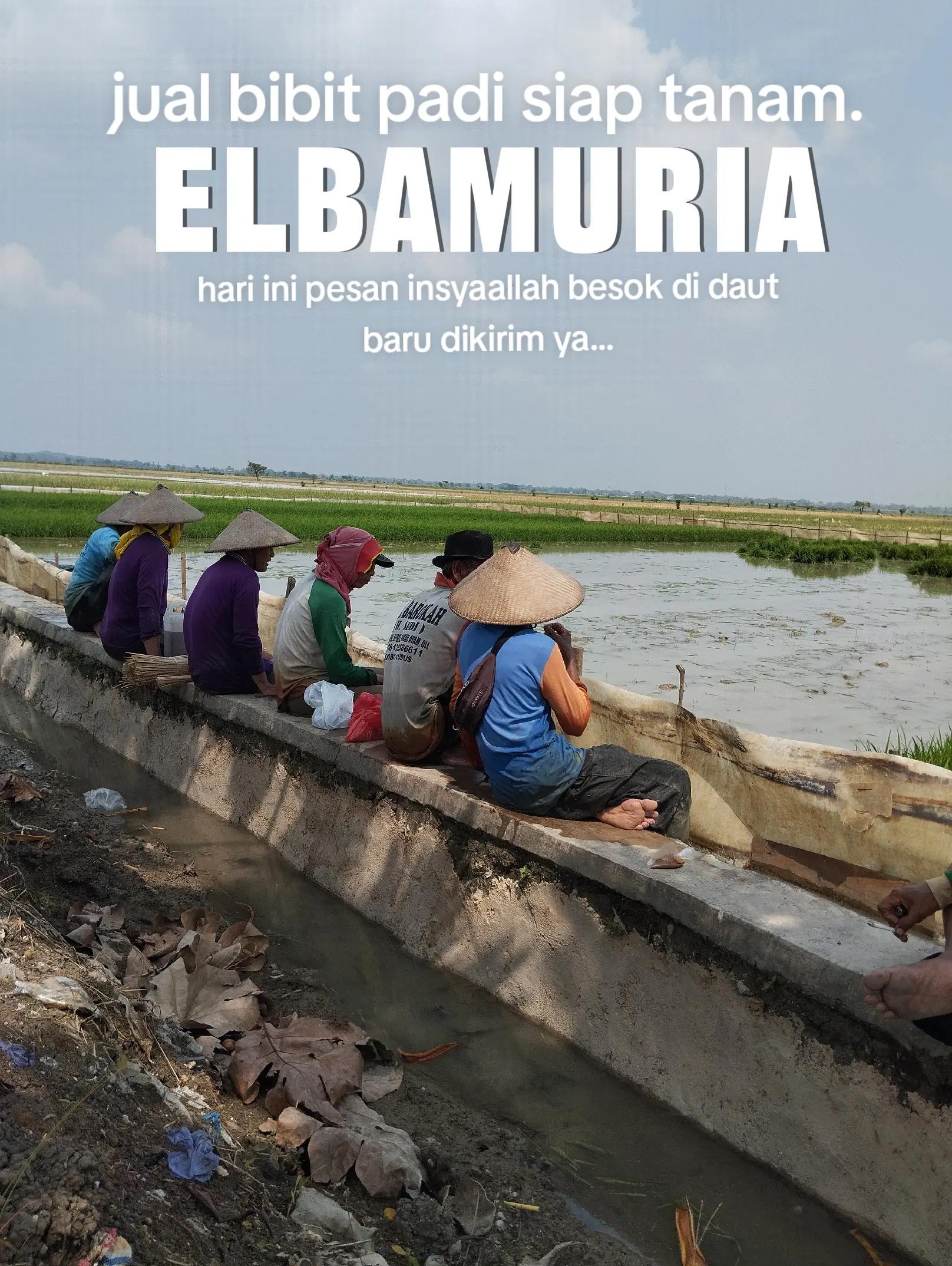 @elbamuria