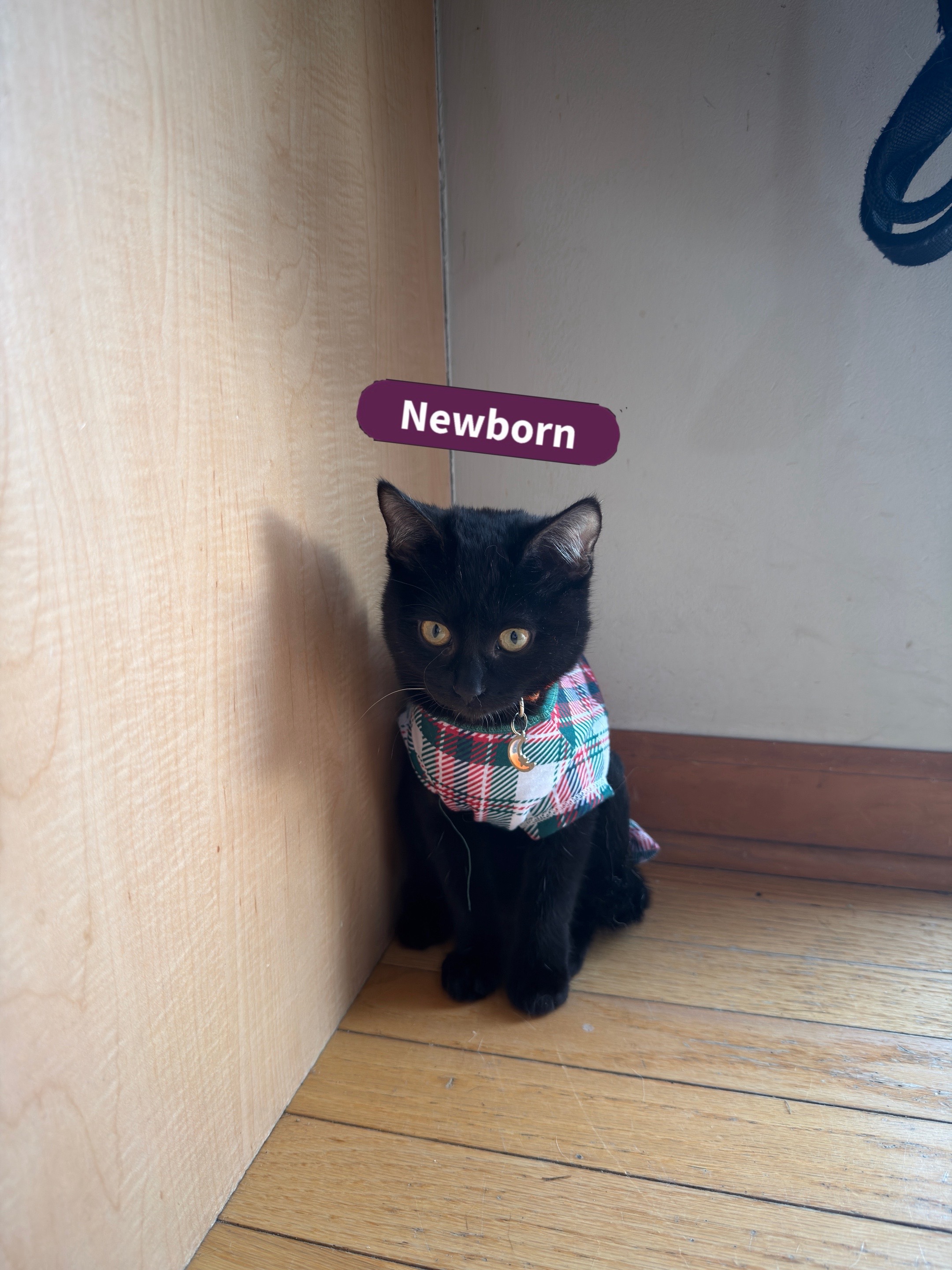 @ren the labubu <3