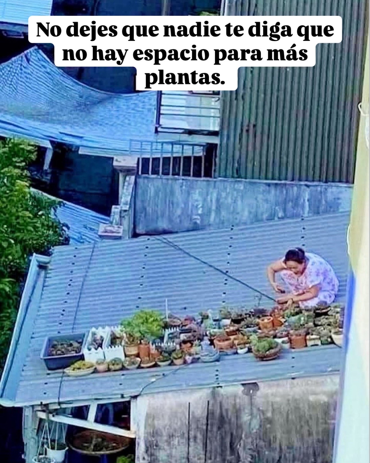 @Greenprincessliveplants
