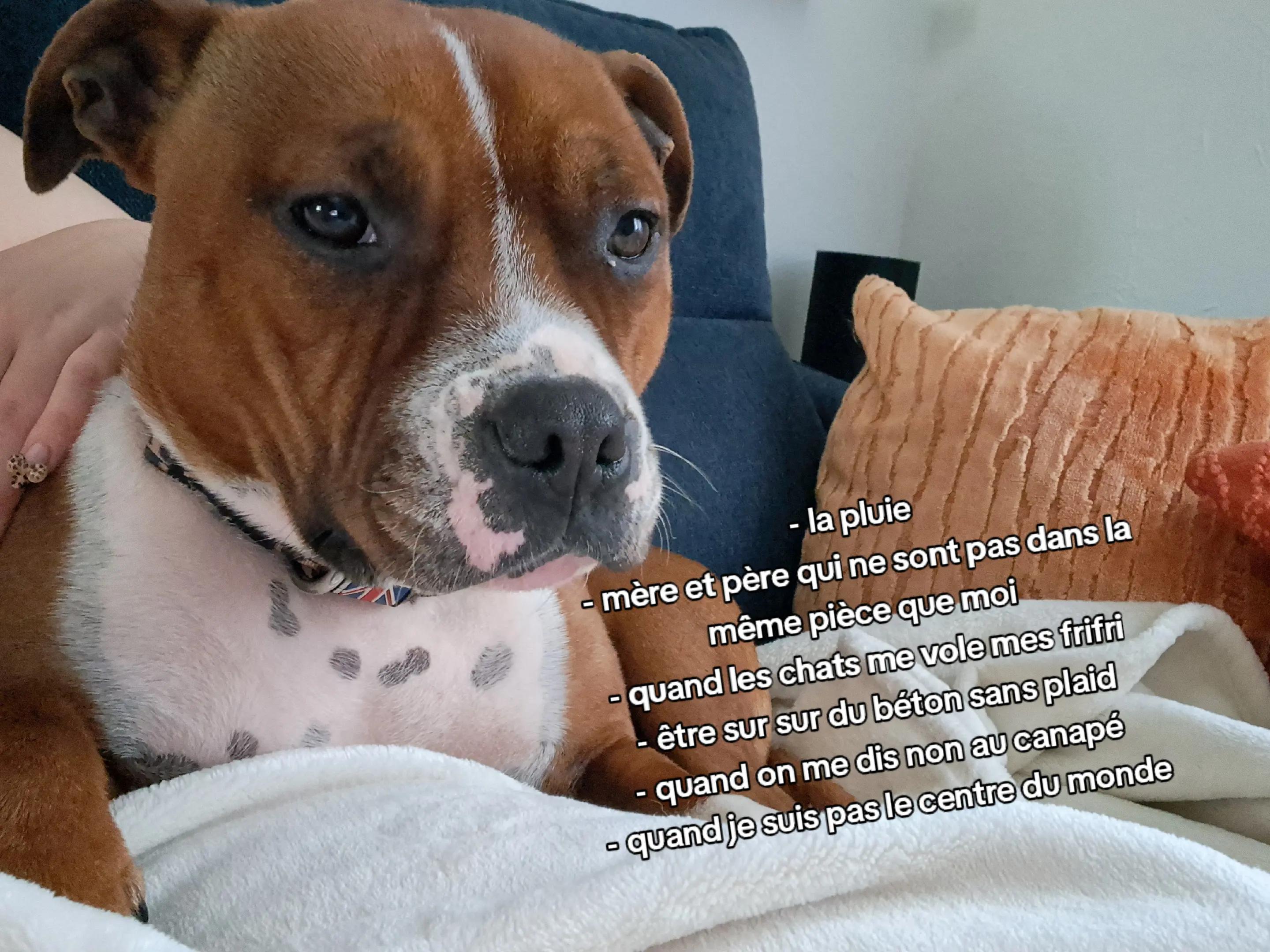 @morty le staffie