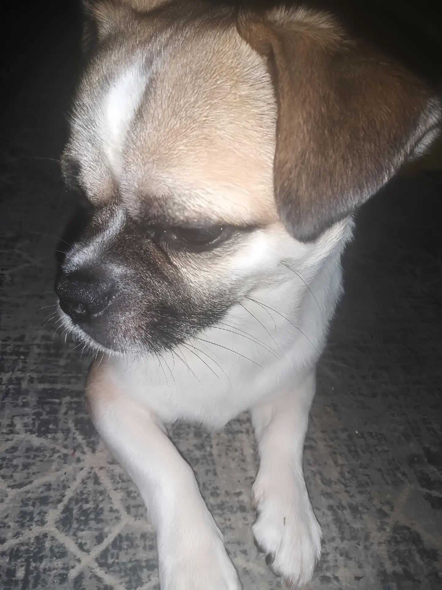 @Ş𝓪𝓷𝓼.𝓸𝓷𝓵𝓲𝓷𝓮🐶