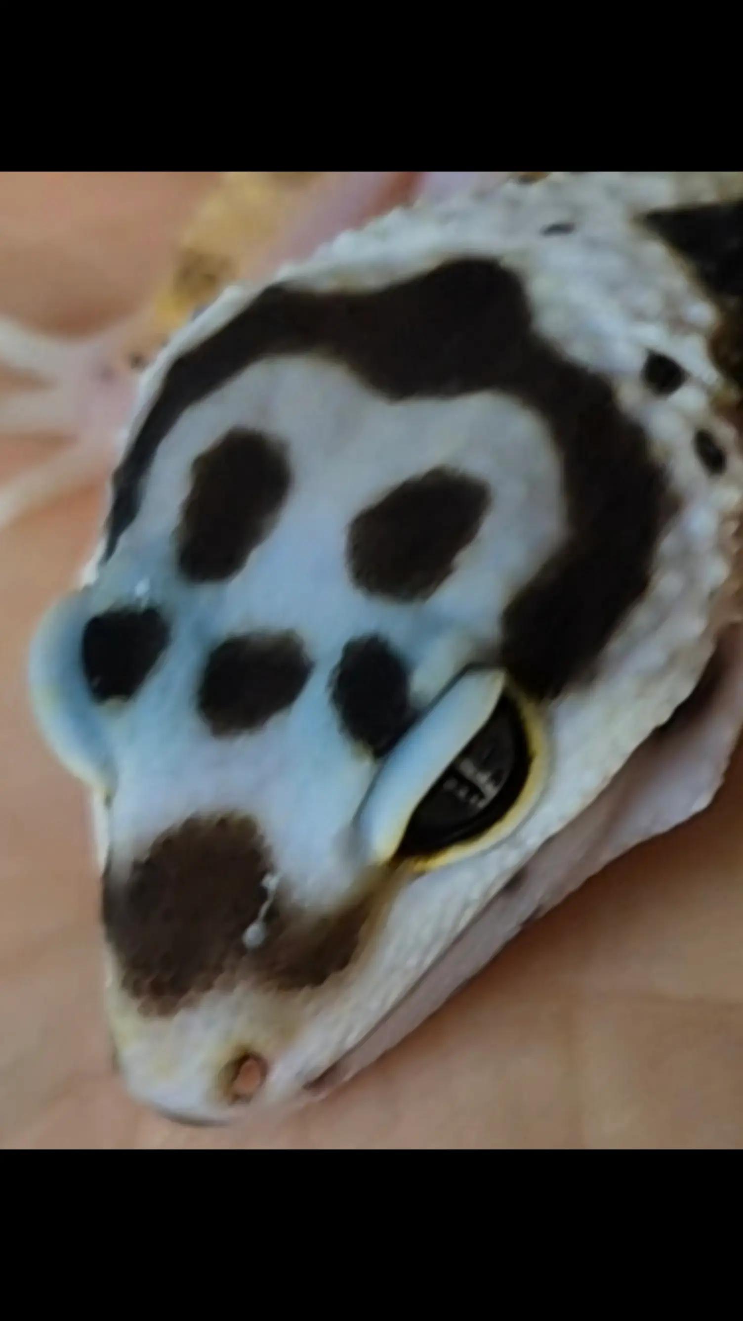 @CambridgeGecko