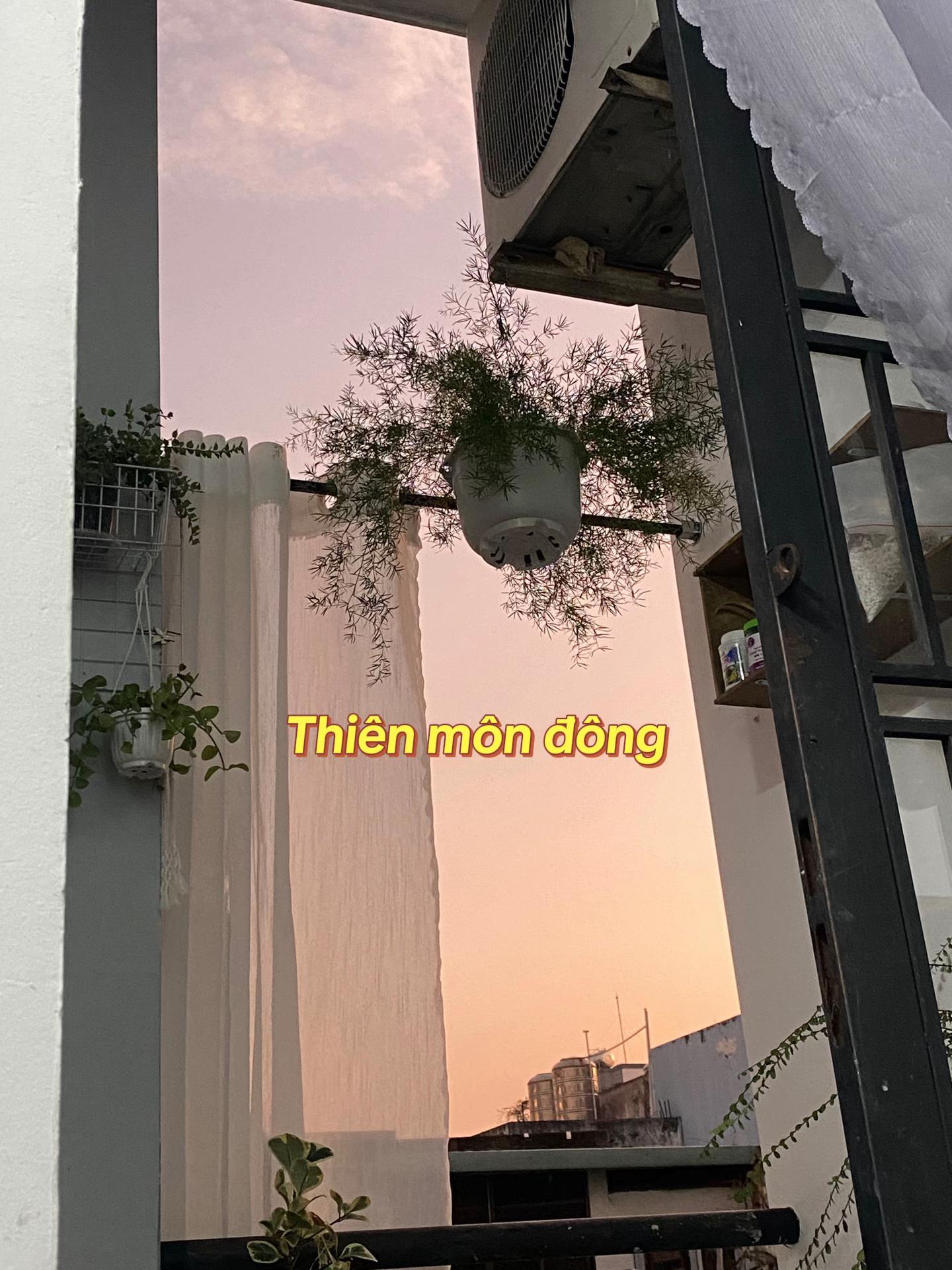 @Cây nhiều lá 🌿