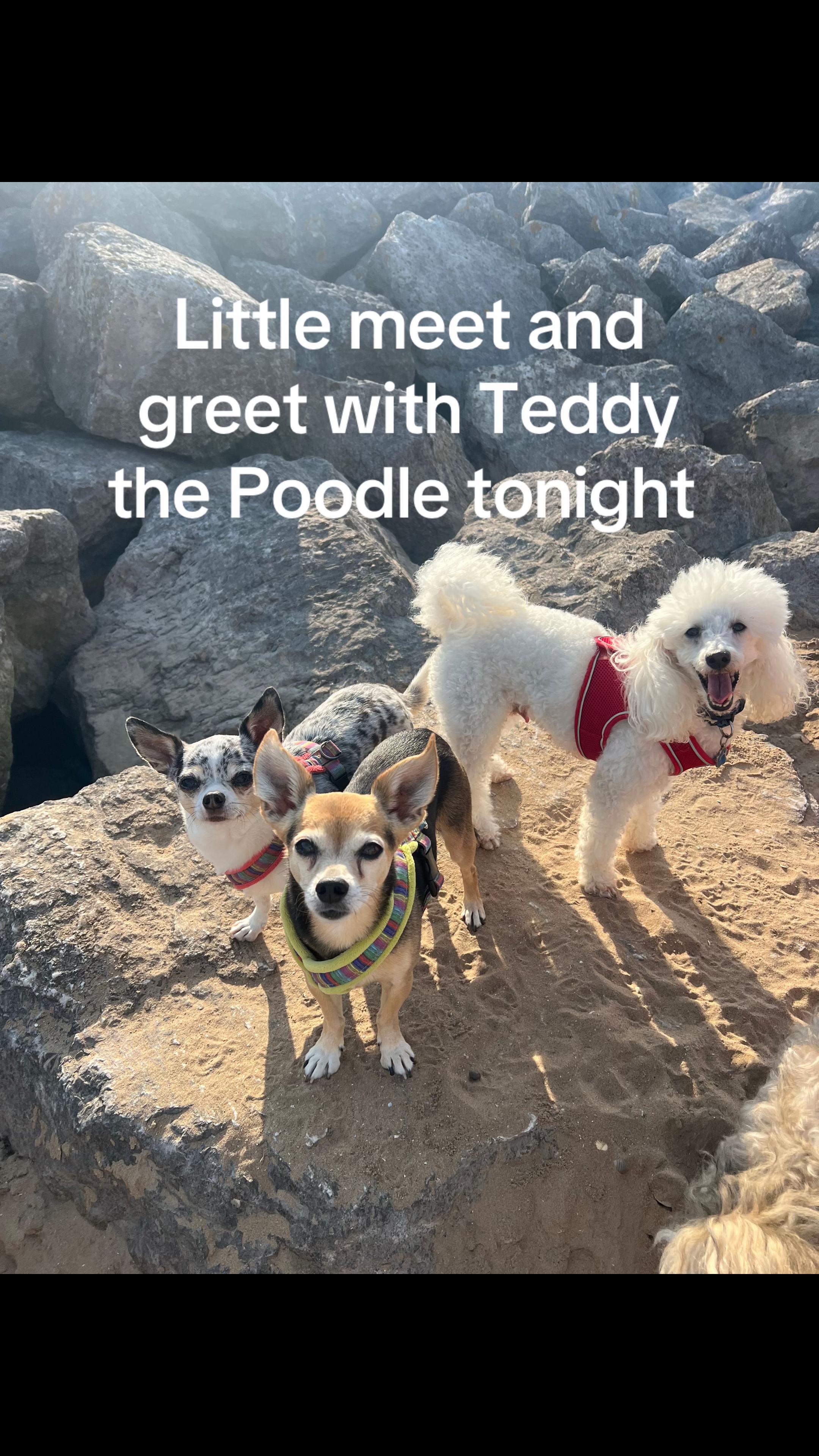 @diddydogz