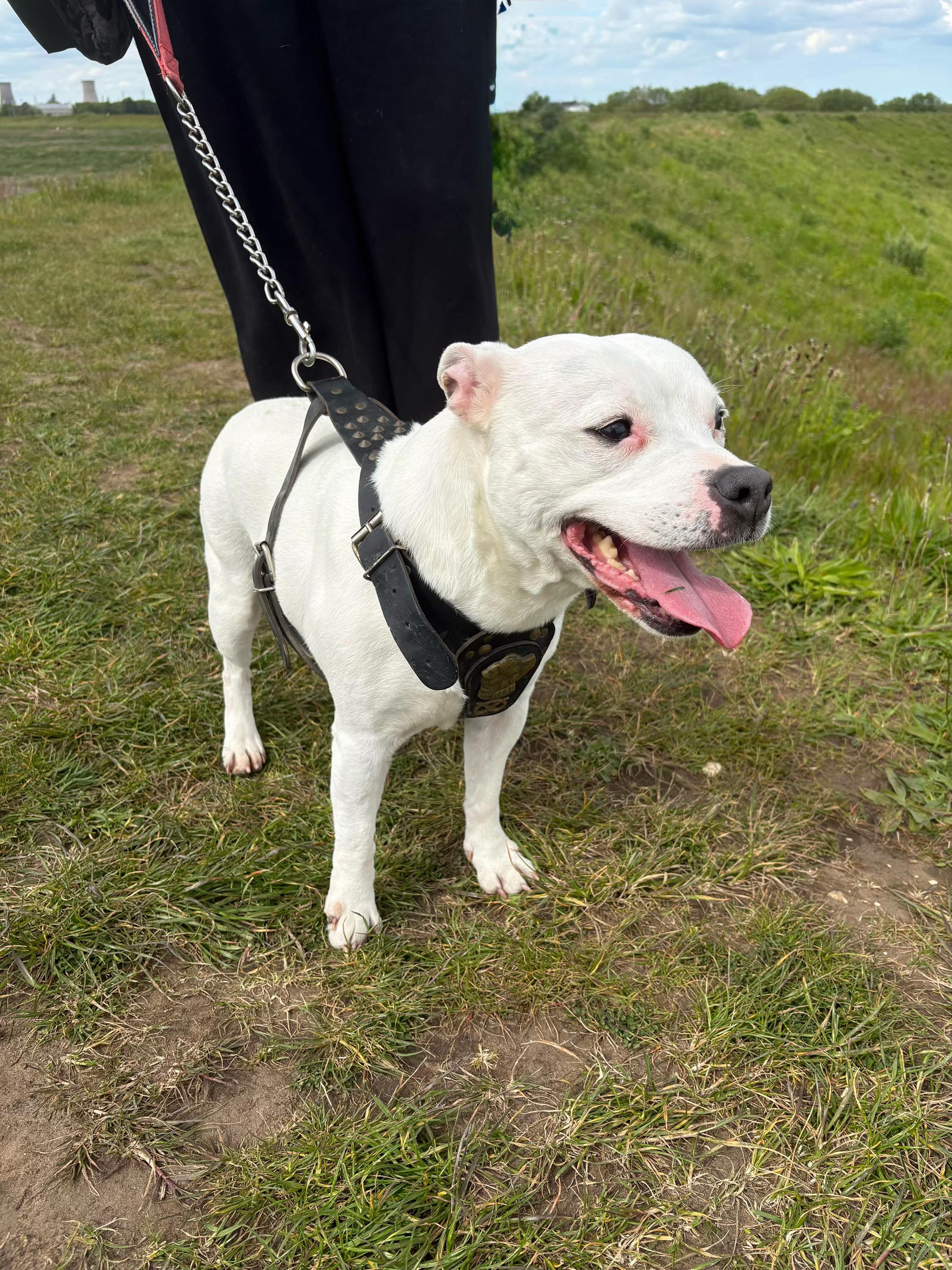 @Daisy the staffy 🌼