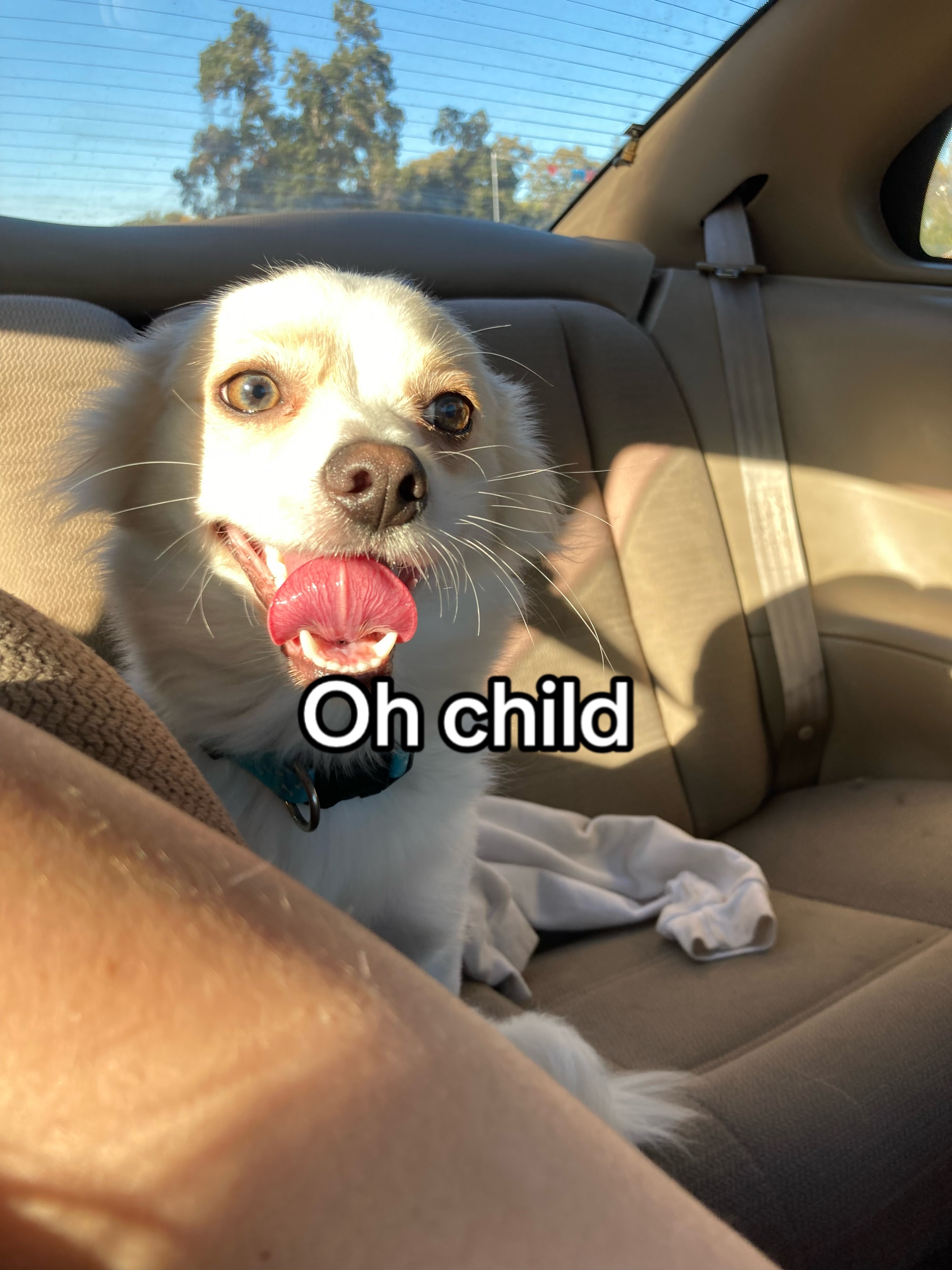 @Bambi&turbo