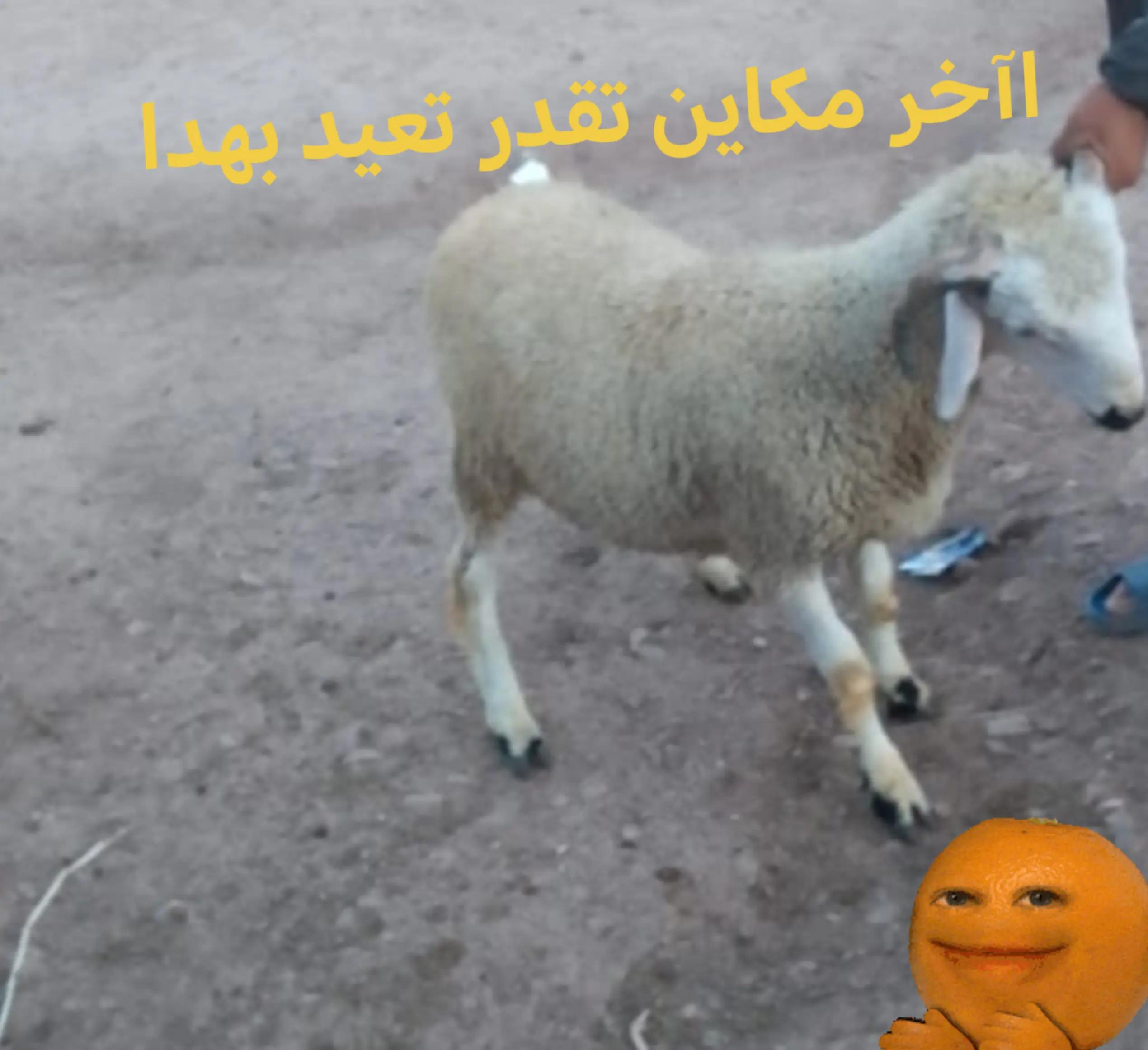 @💃لمسات ❤️زهرة💃