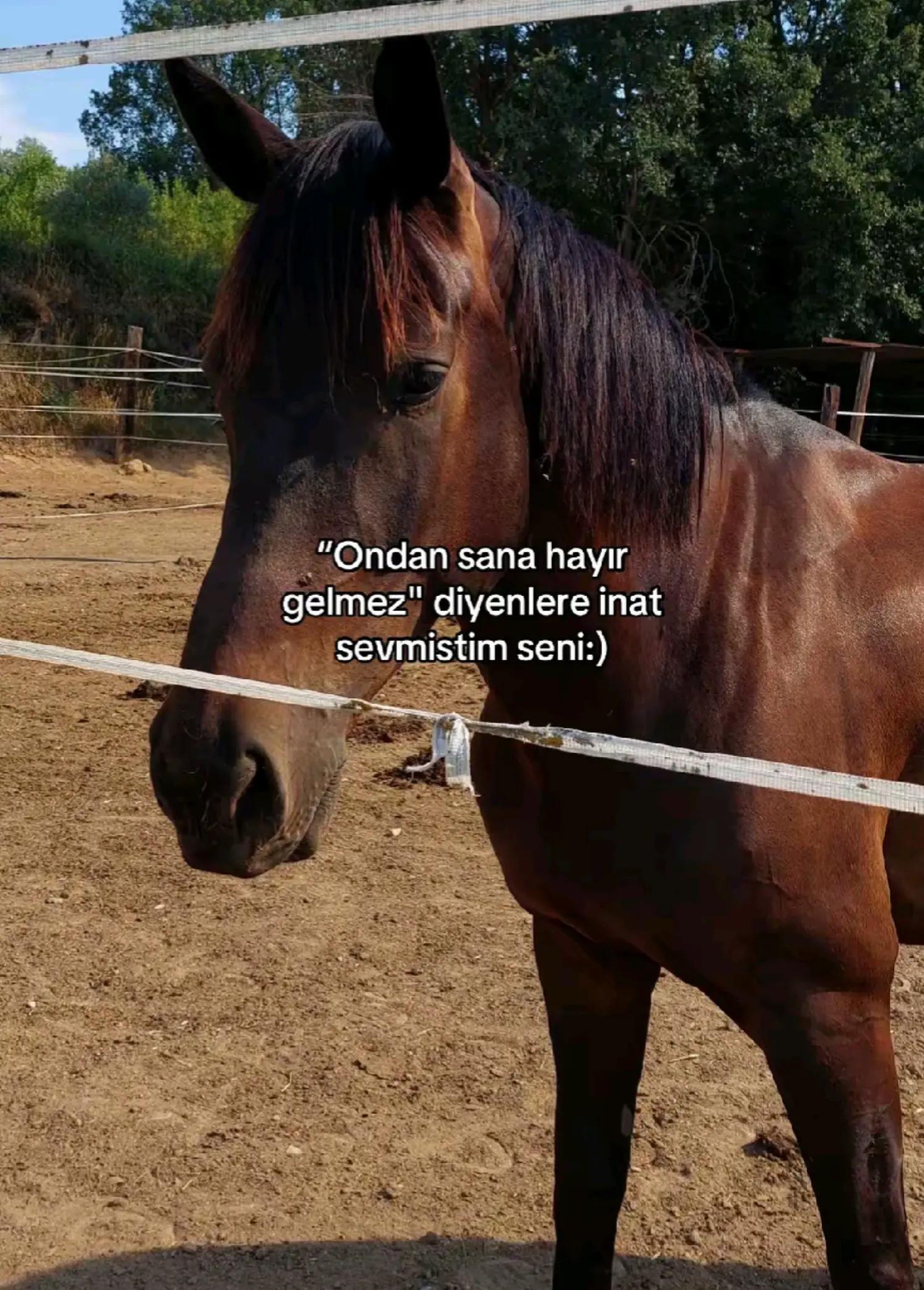 @Sahra Arslan_🐅🇹🇷