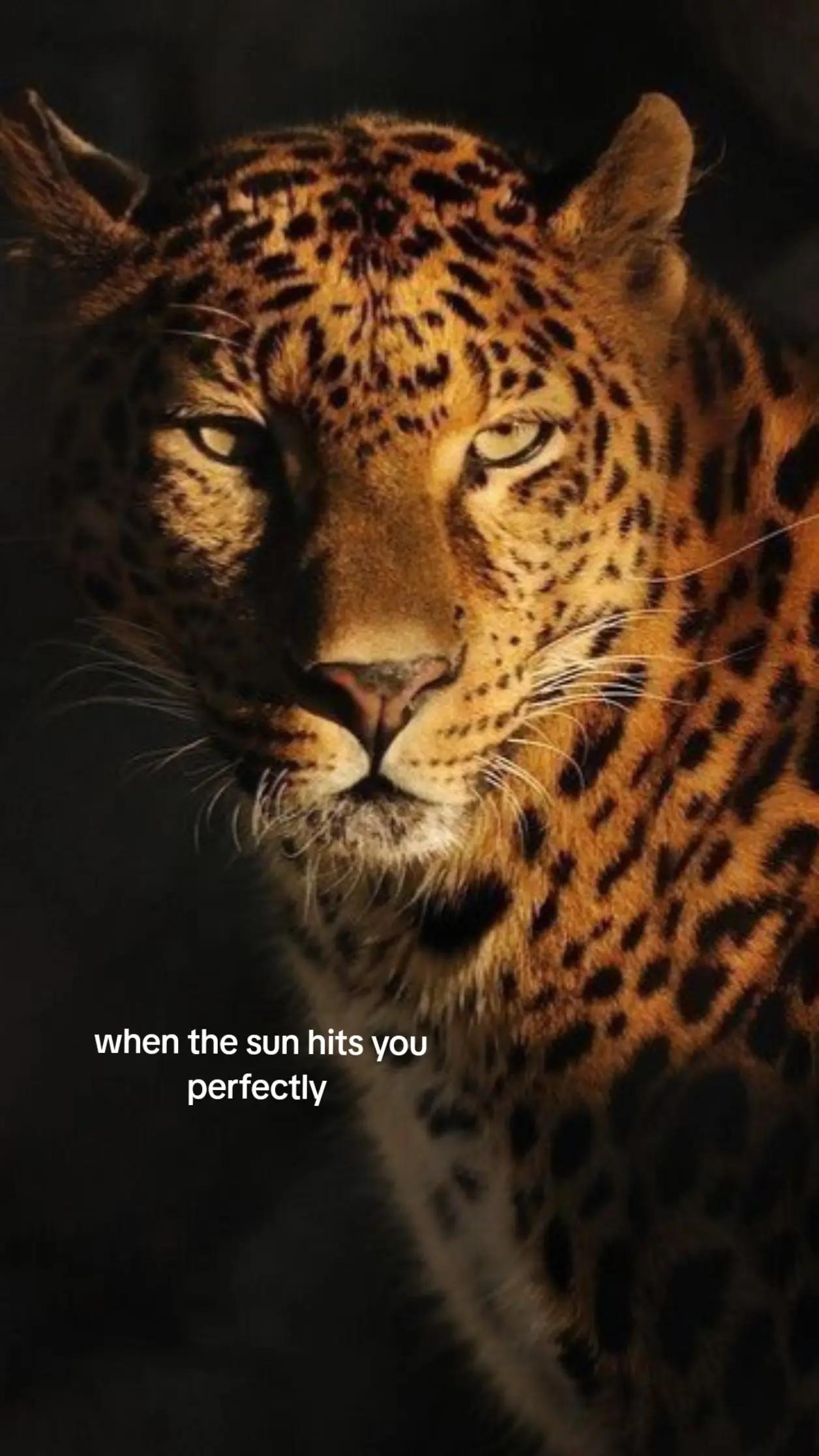 @M I &Scaron; A✟