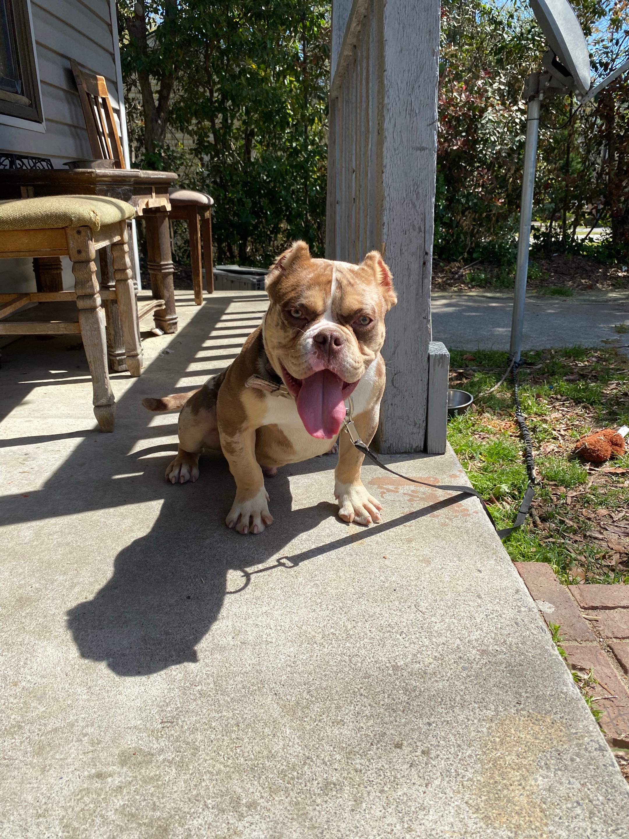 @DSGKENNELS