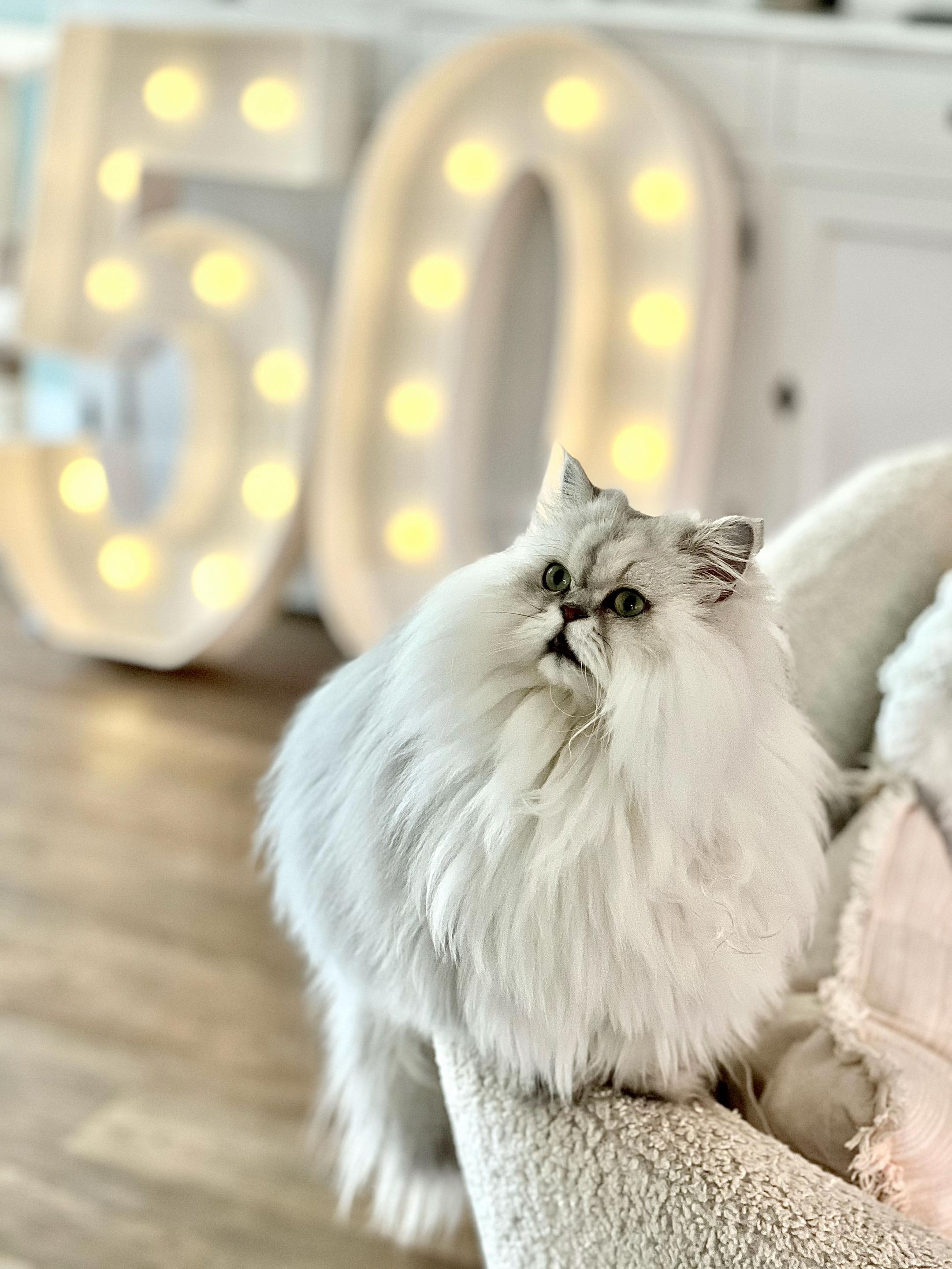 @Dutchkittycat