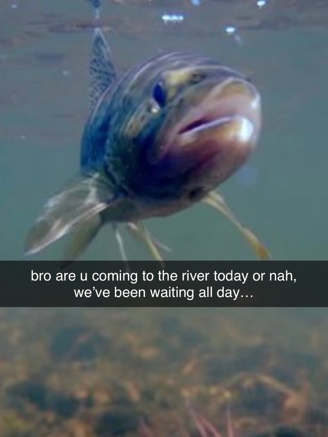 @Fish The East
