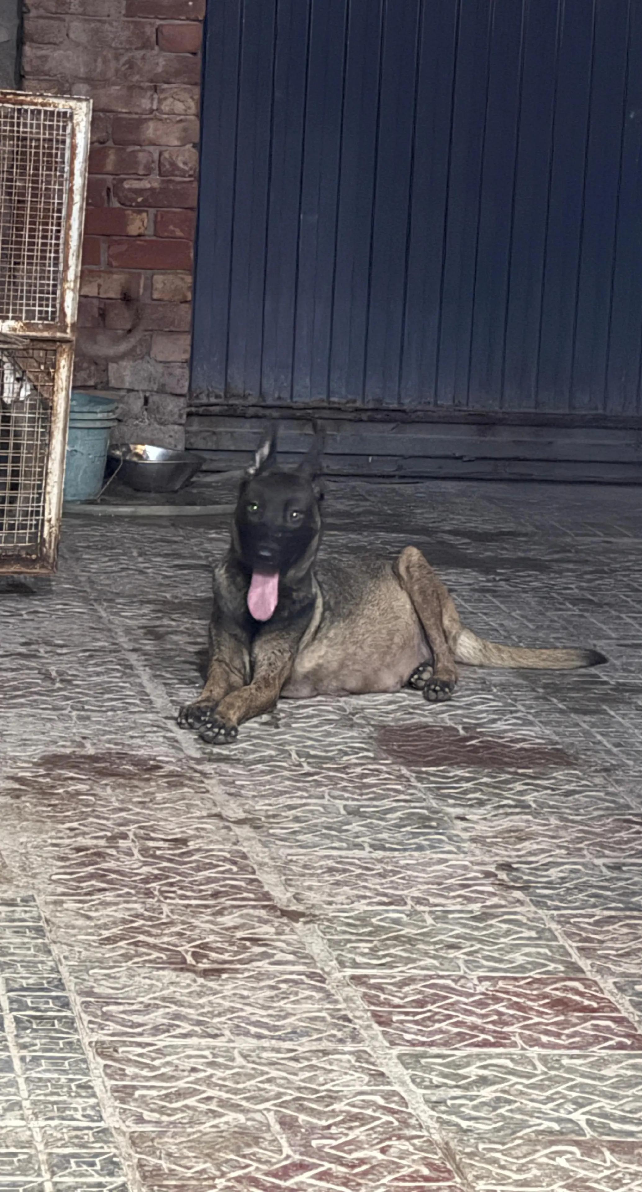 @MalinoisofPakistan