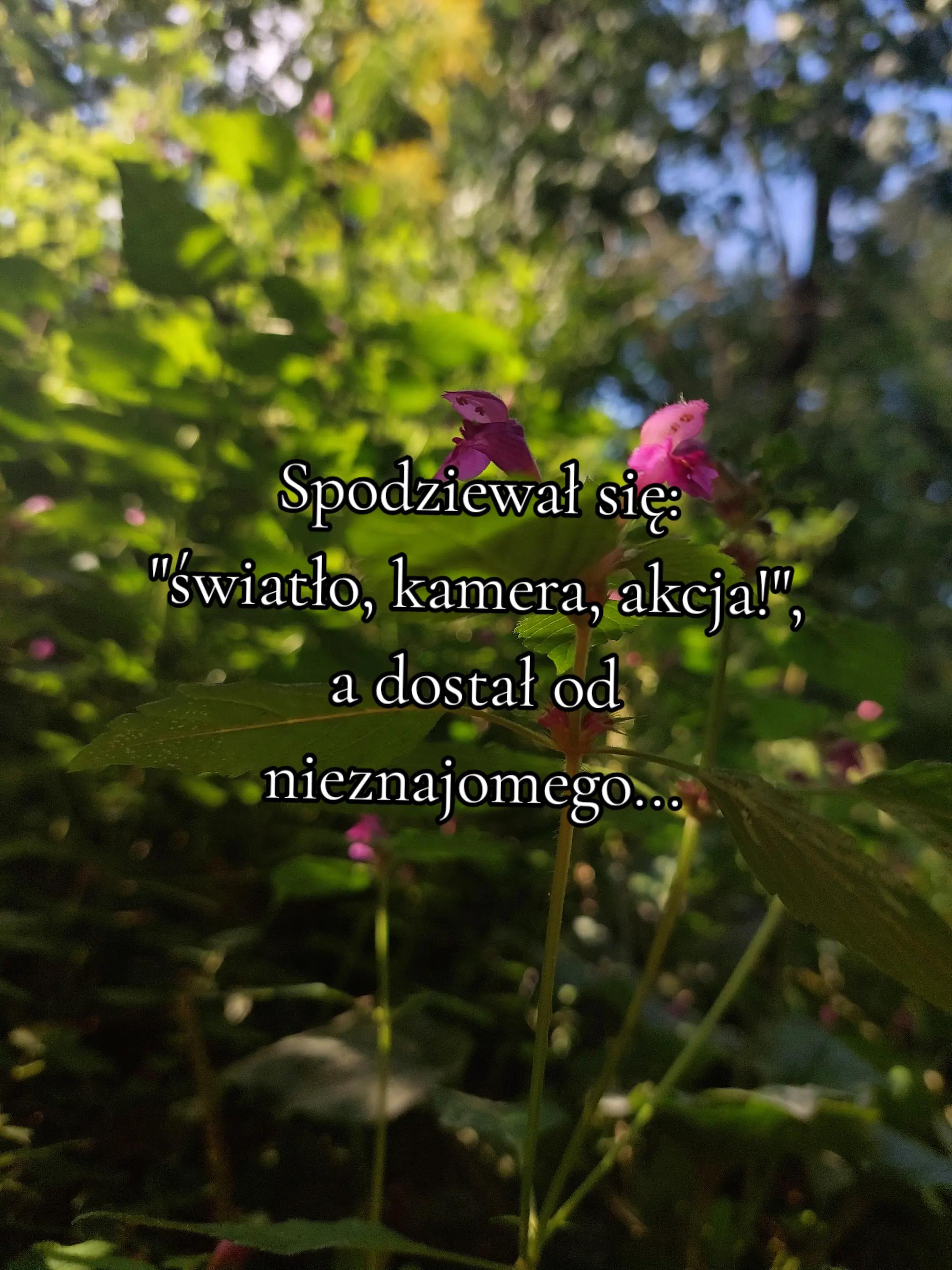 @pansz0p
