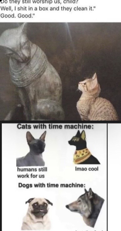@Ai cheetah