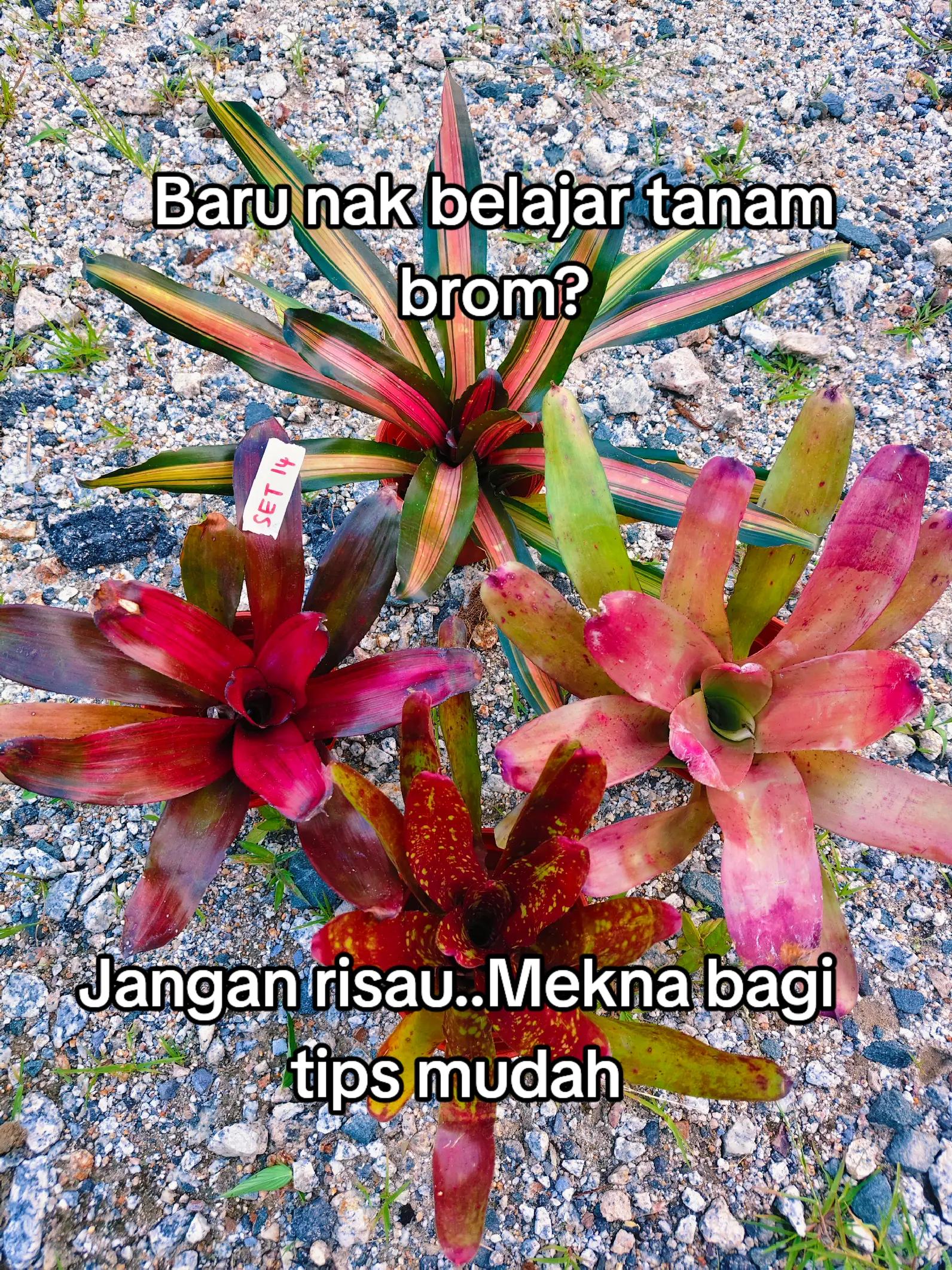 @MEKNA Garden