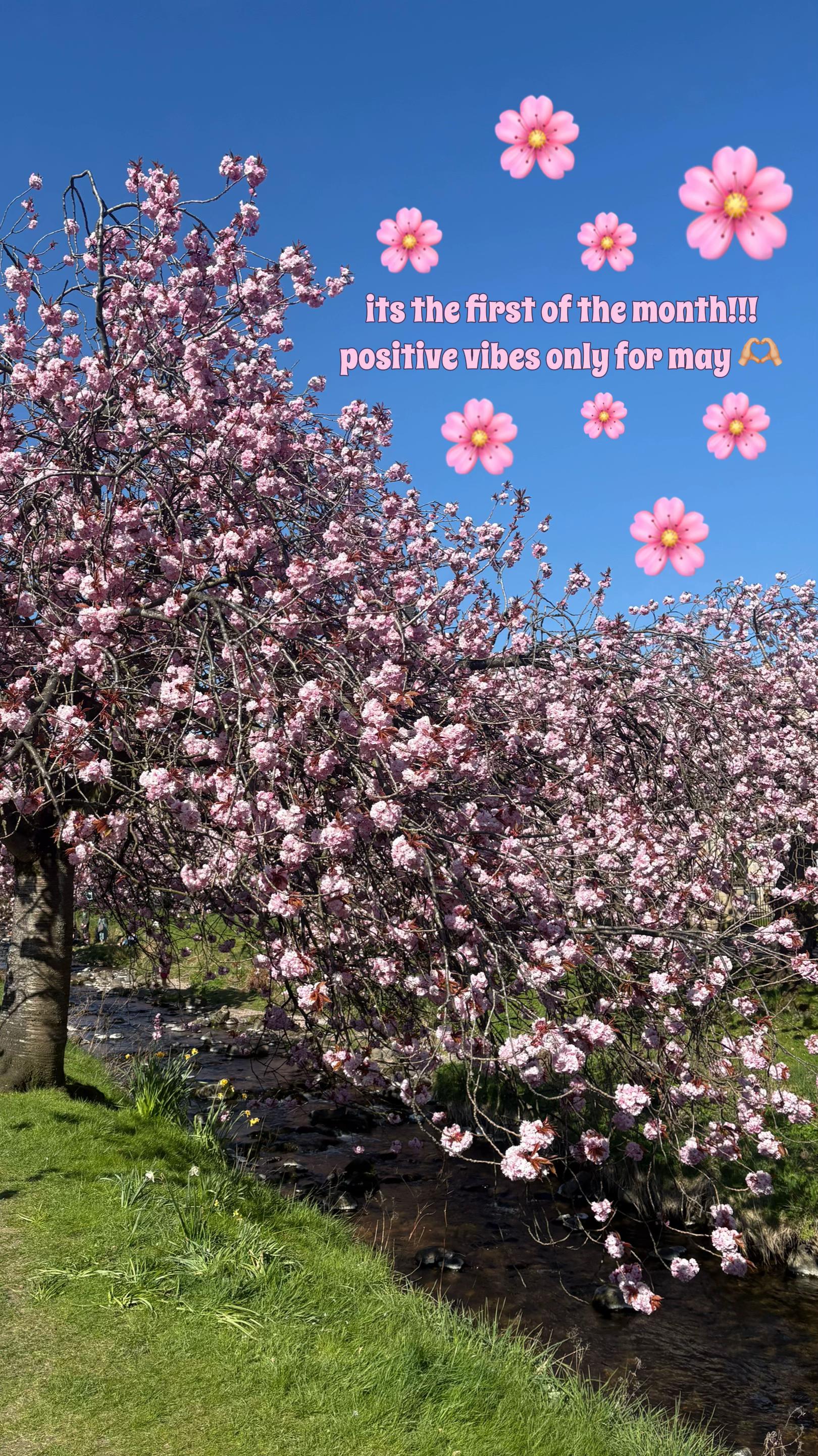 @holls🍓🌻🍒🪩