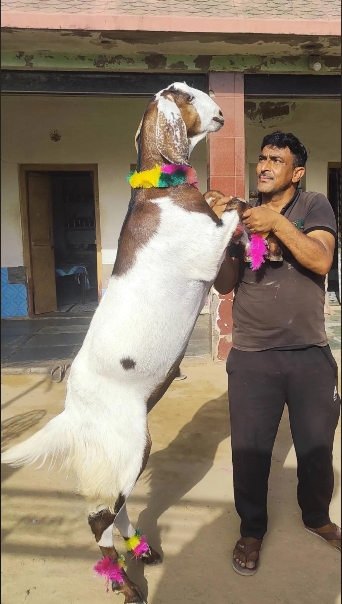 @ramjan khan rolsabsar